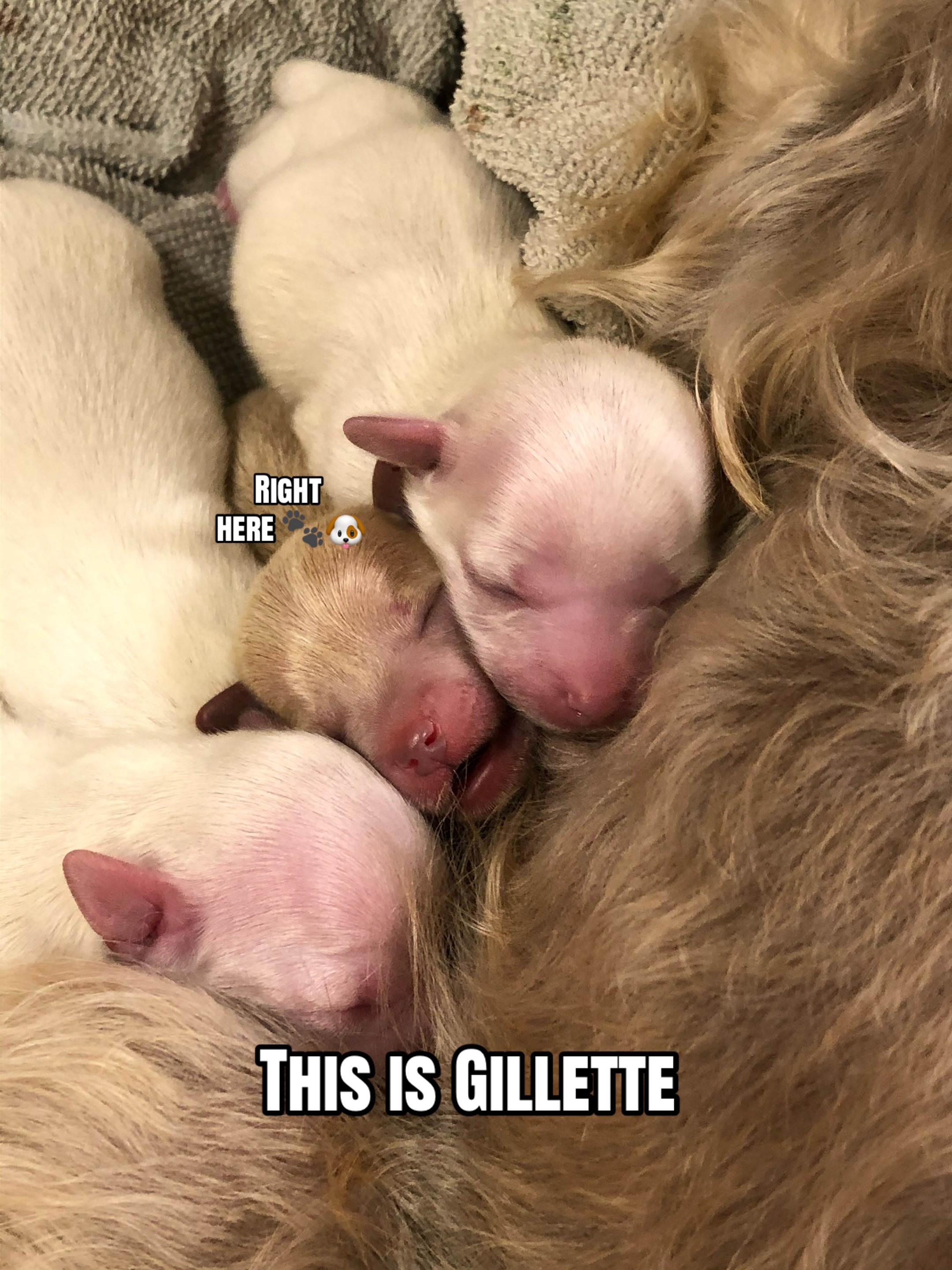 @Gillette the Puppy