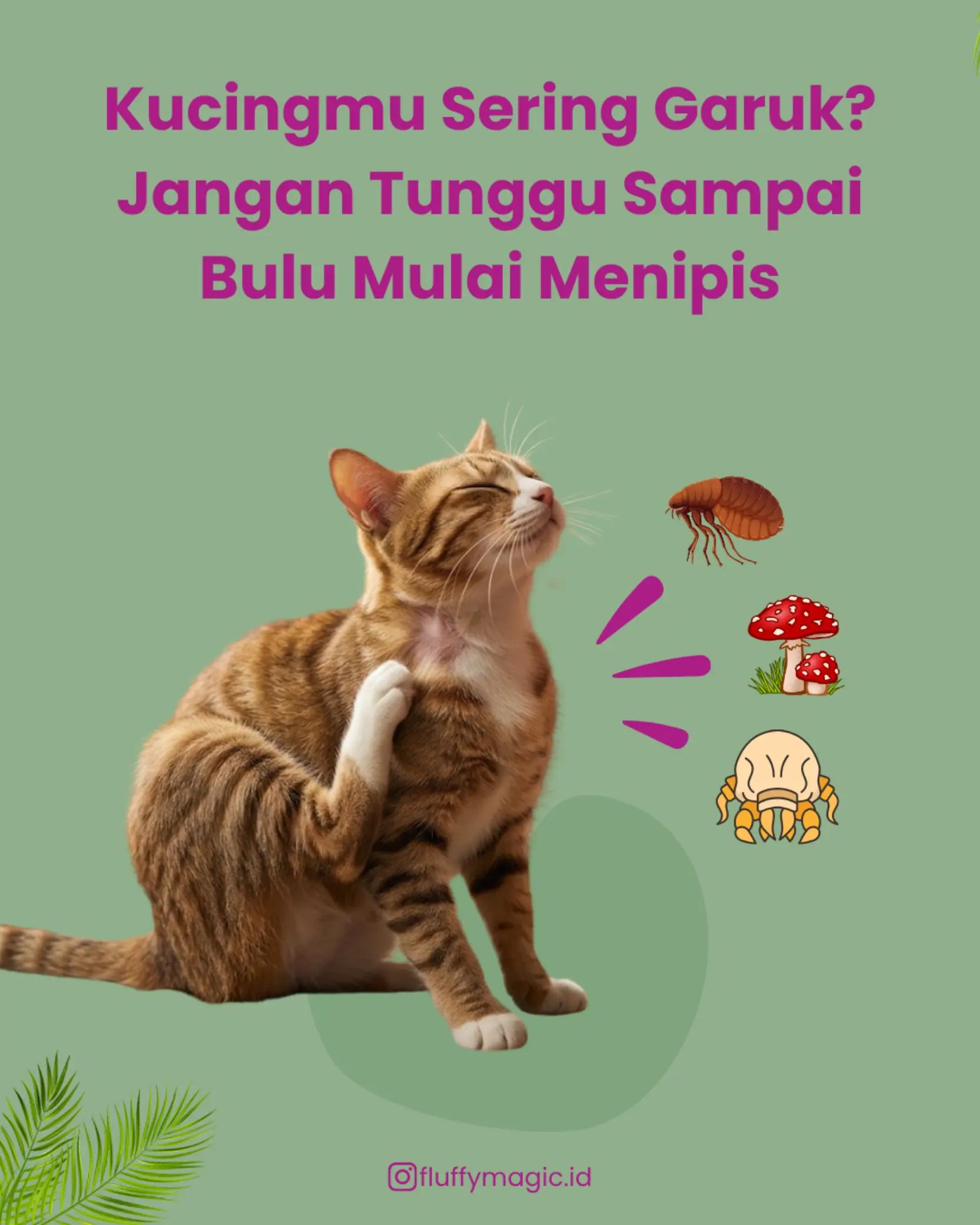@Fluffy Magic