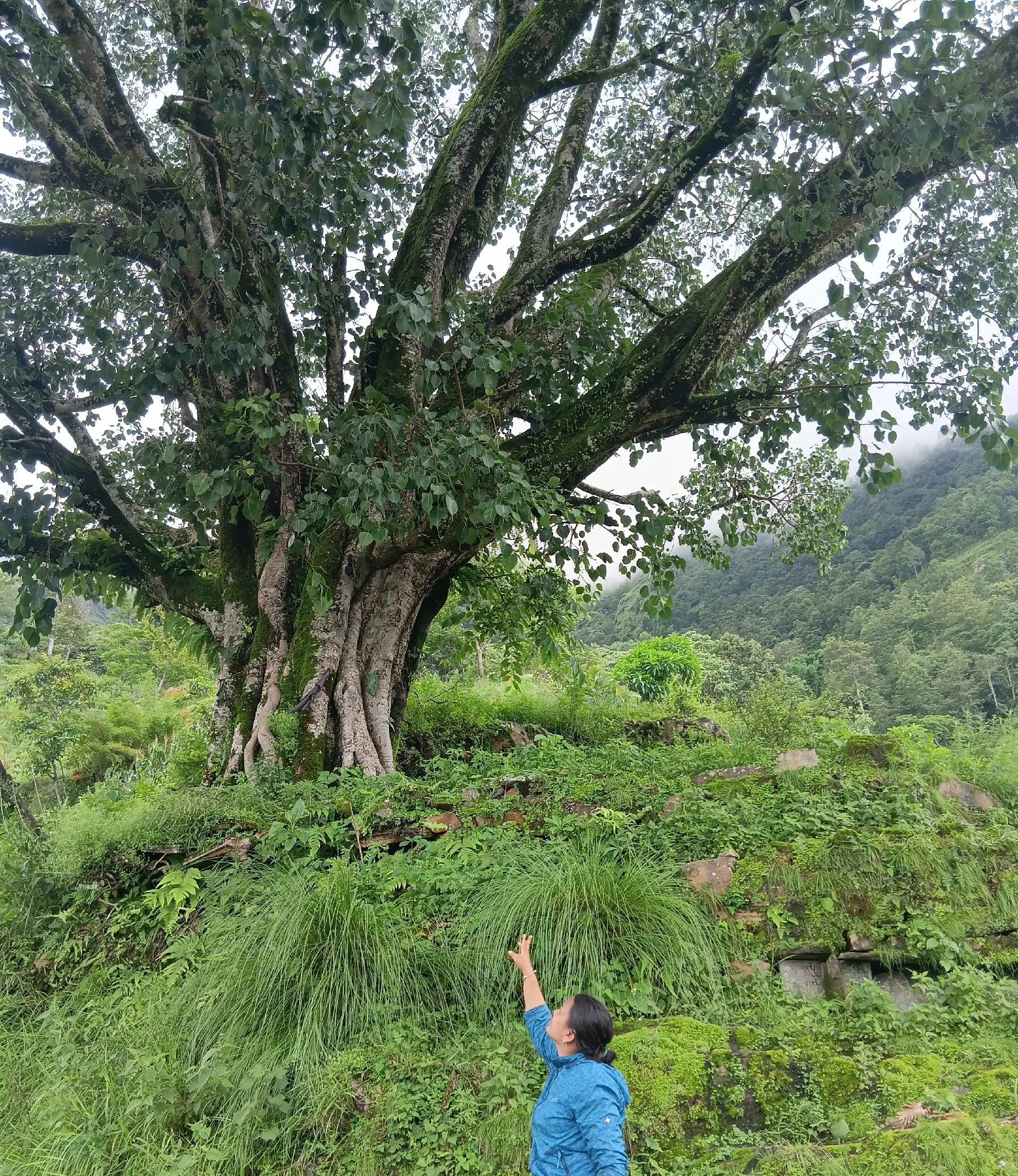 @sanumaya tamang
