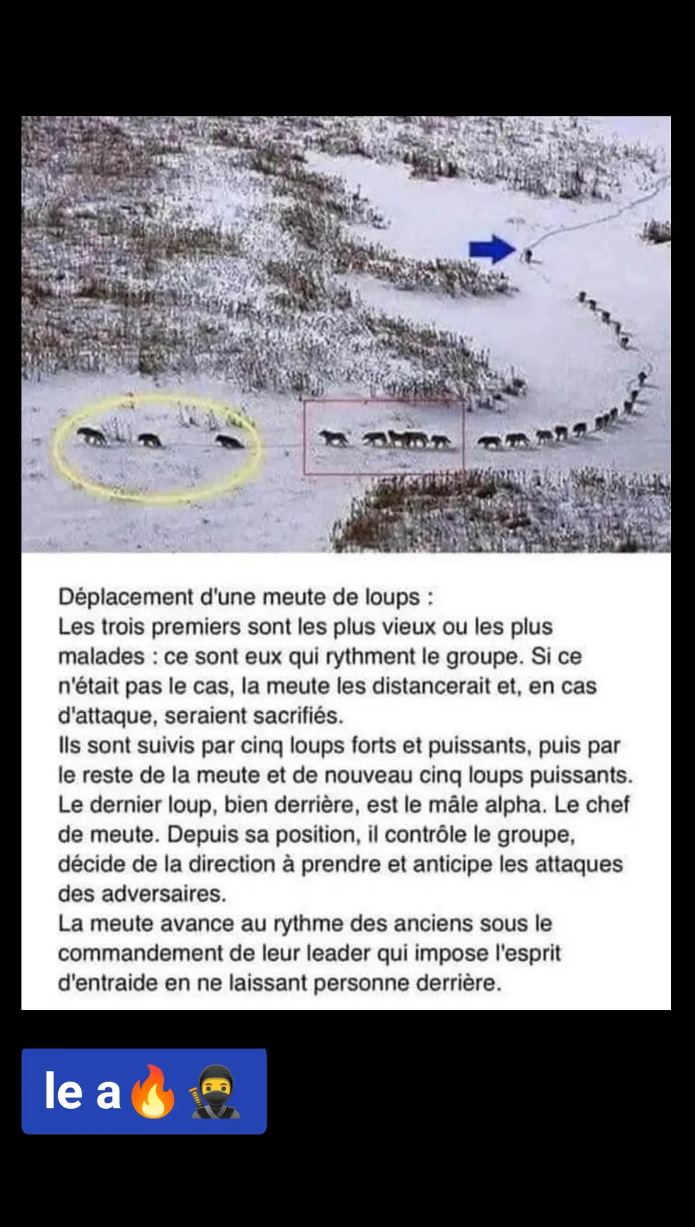 @le a🔥🥷🔵⚪1️⃣3️⃣