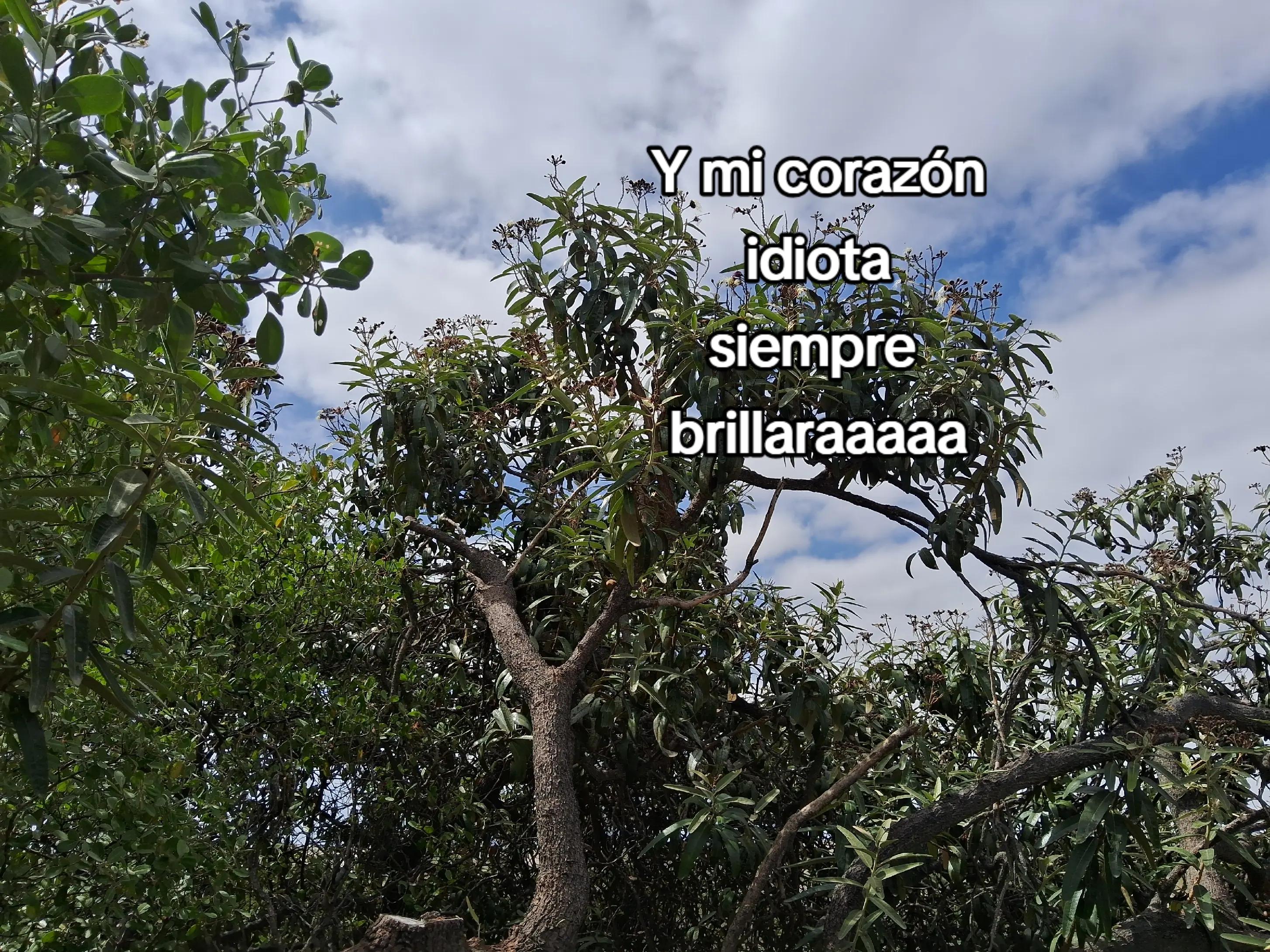 @Shirley Ruiz