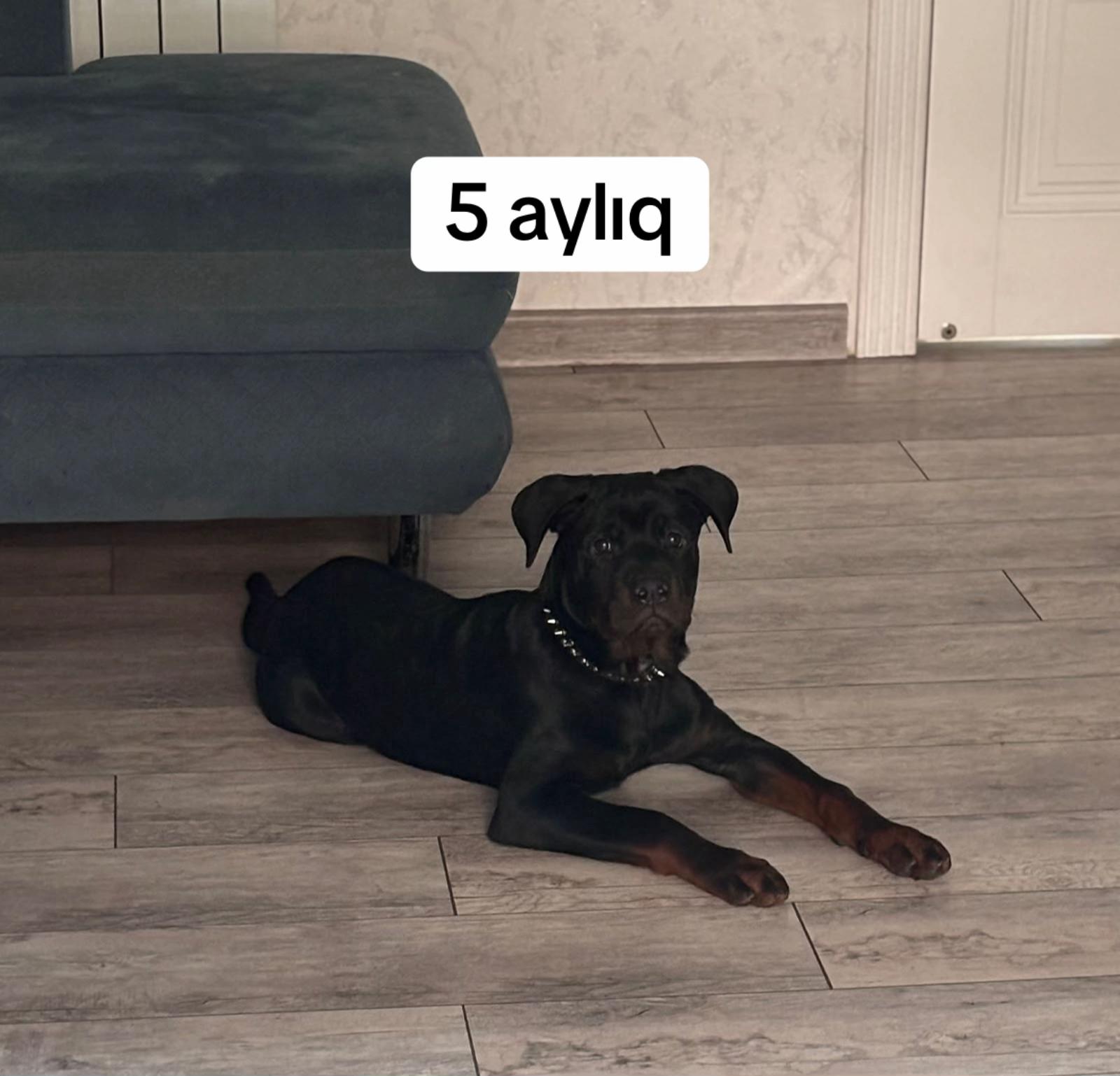 @RottweilerBaku