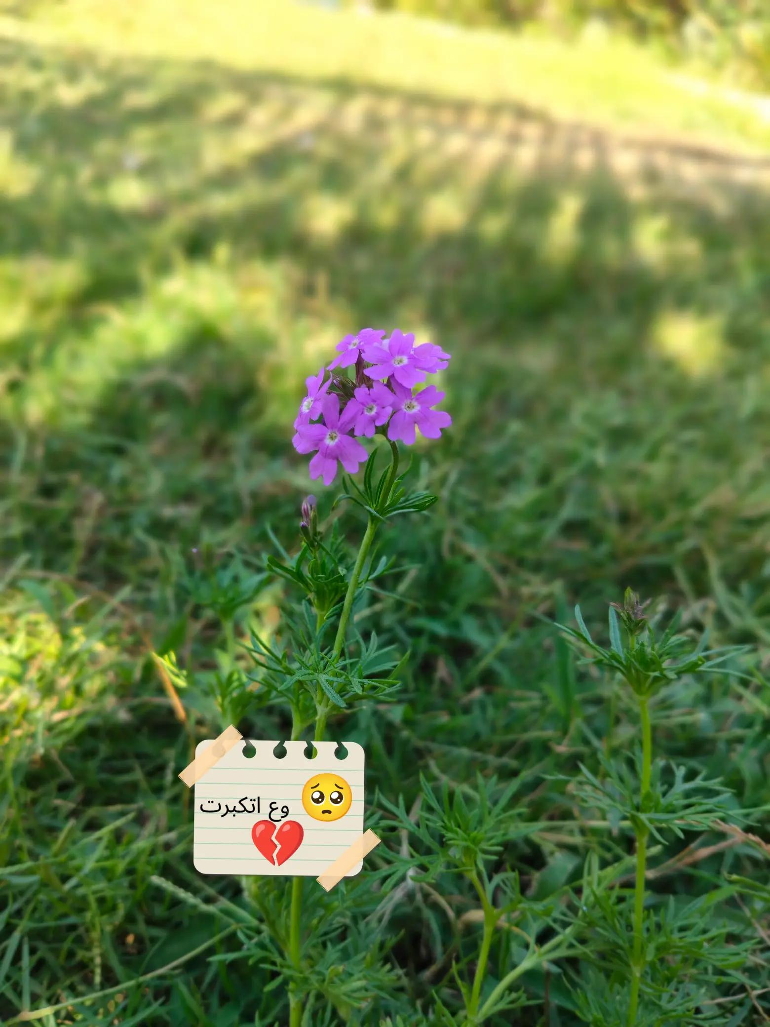 @Mîña Atef 🎭🎨🖤🖌️
