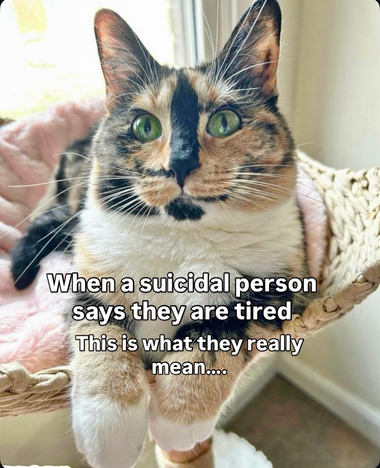 @SnickersTheSmilingCat