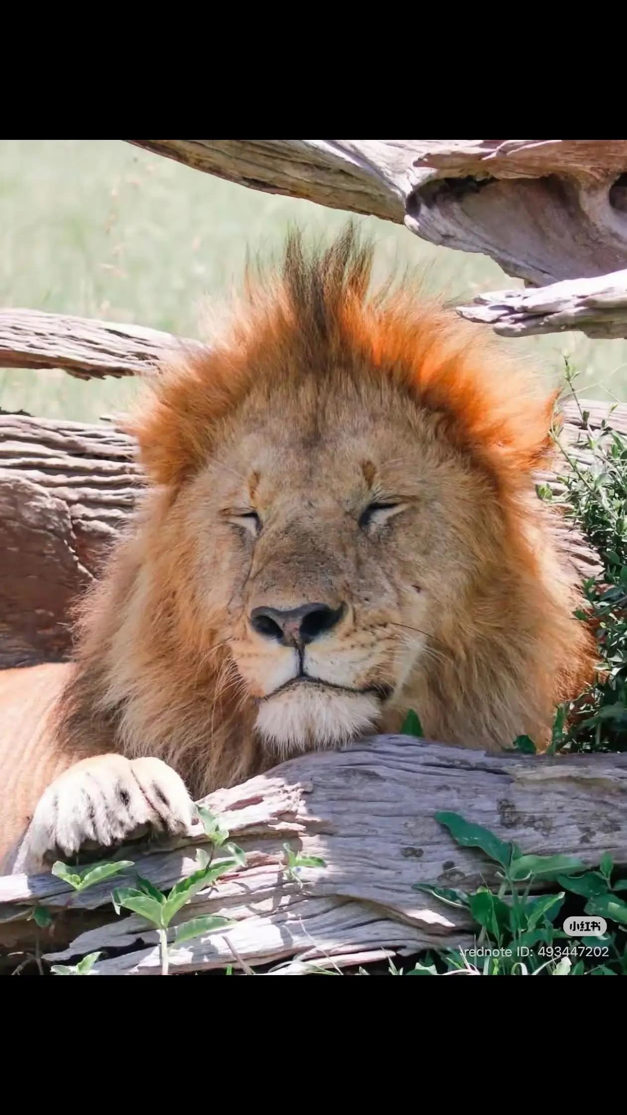 @Guzzicar🦁