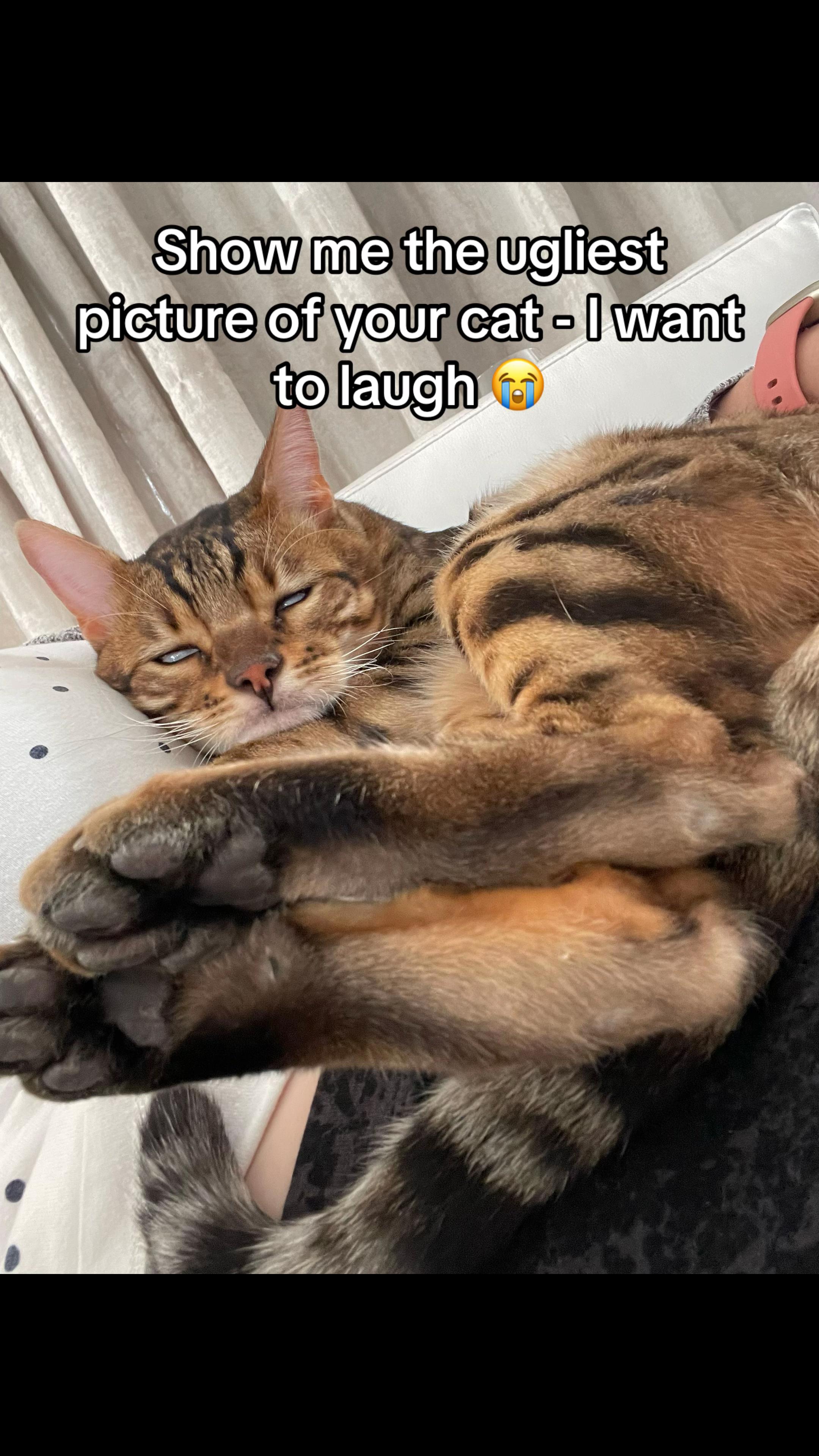 @Taco & Cookie 🐱🌮🍪🇺🇸🇿🇦
