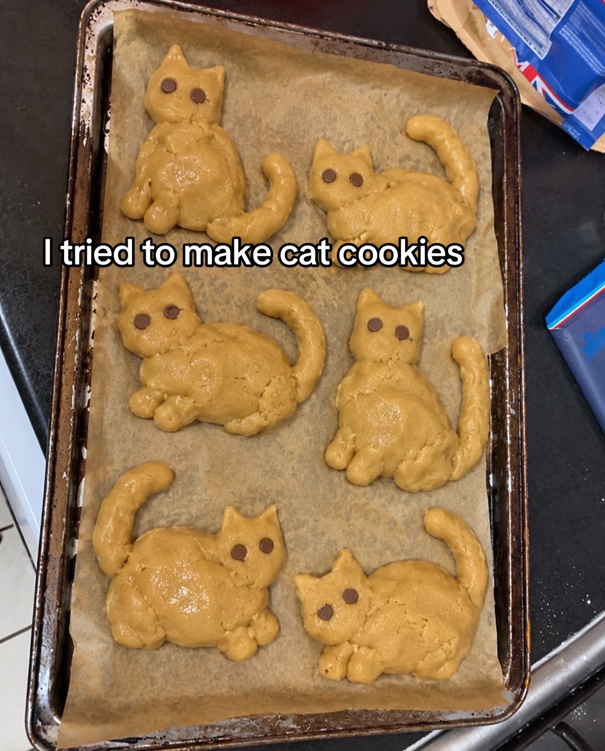 @cat memes