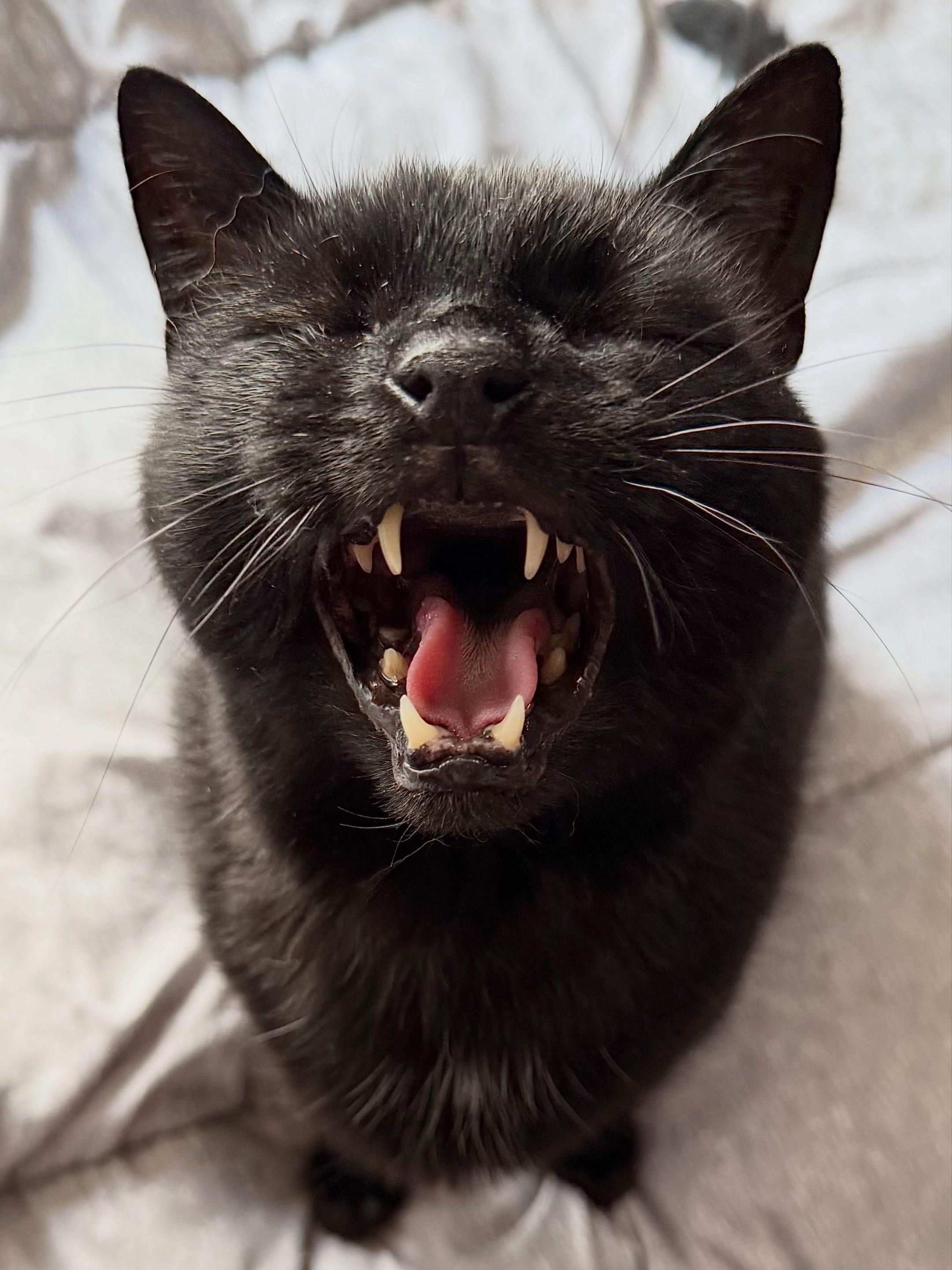 @Teefie_tribe 🐈⬛🐈⬛🐈🦷🦷