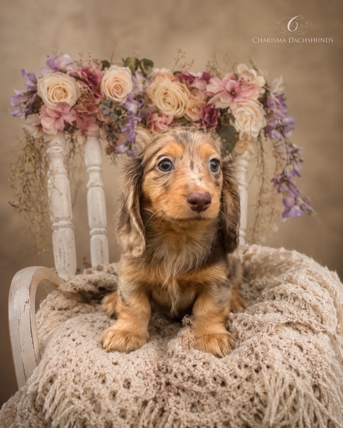 @Charisma Dachshunds