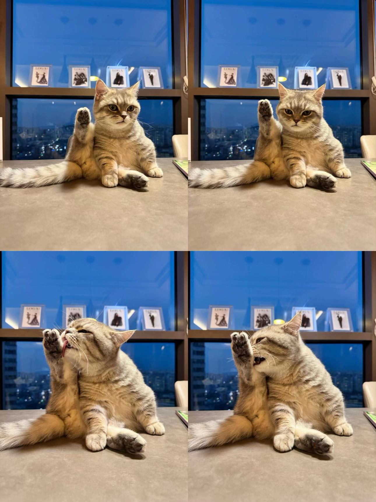 @금보르기니 꼬루스