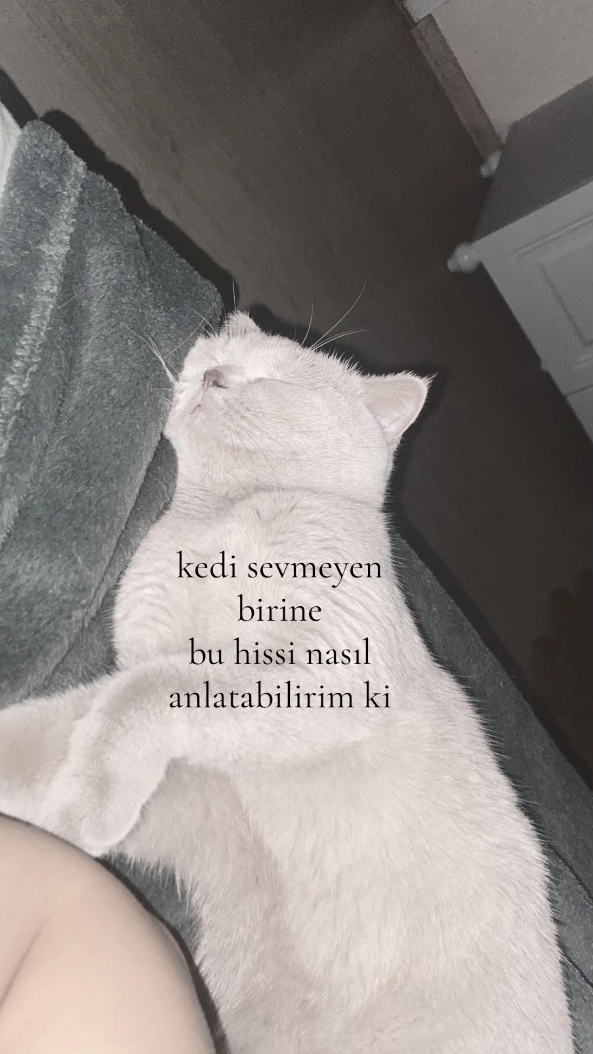 @sarikafa