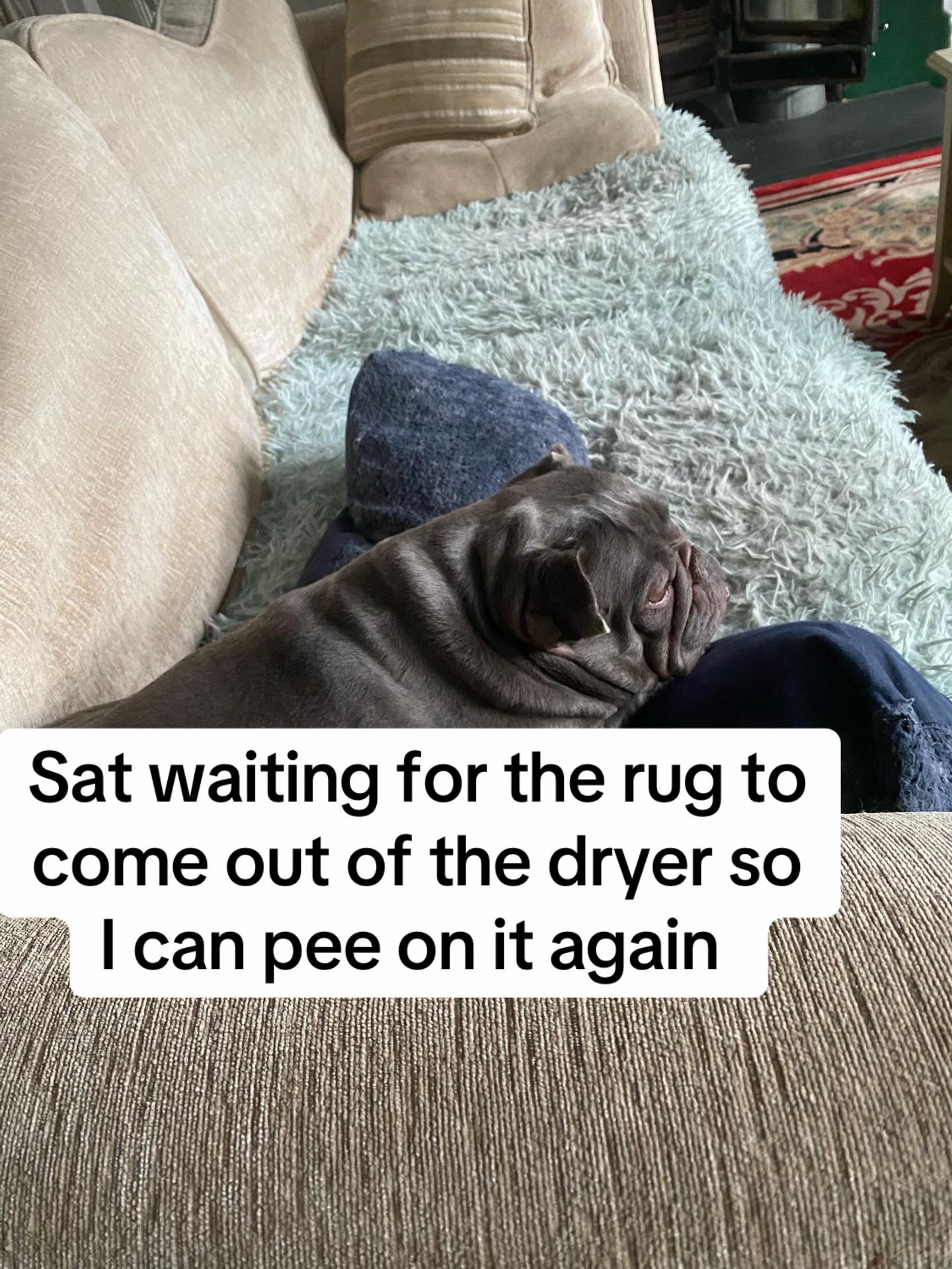 @Cheshire elite frenchies