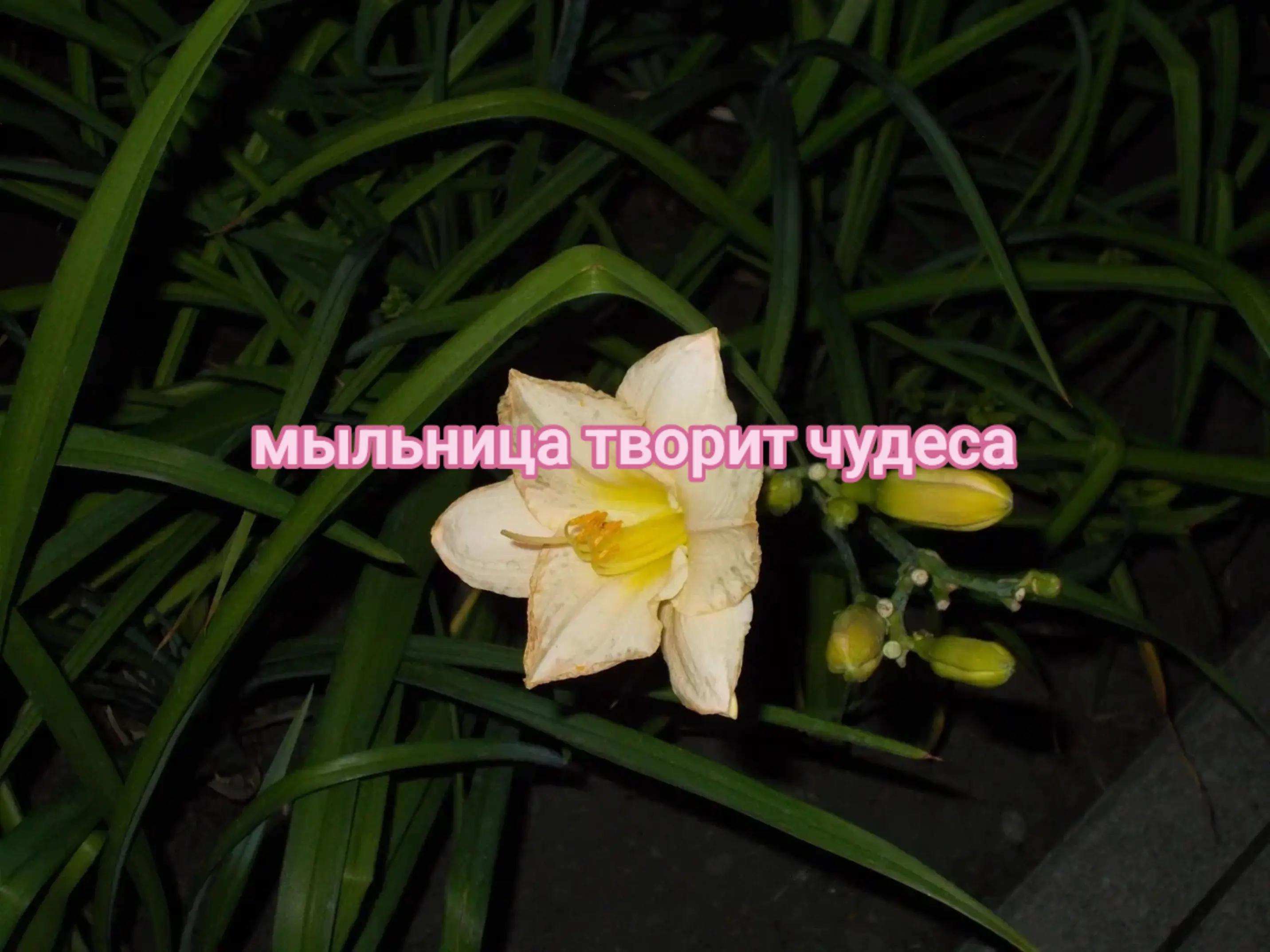 @kikka