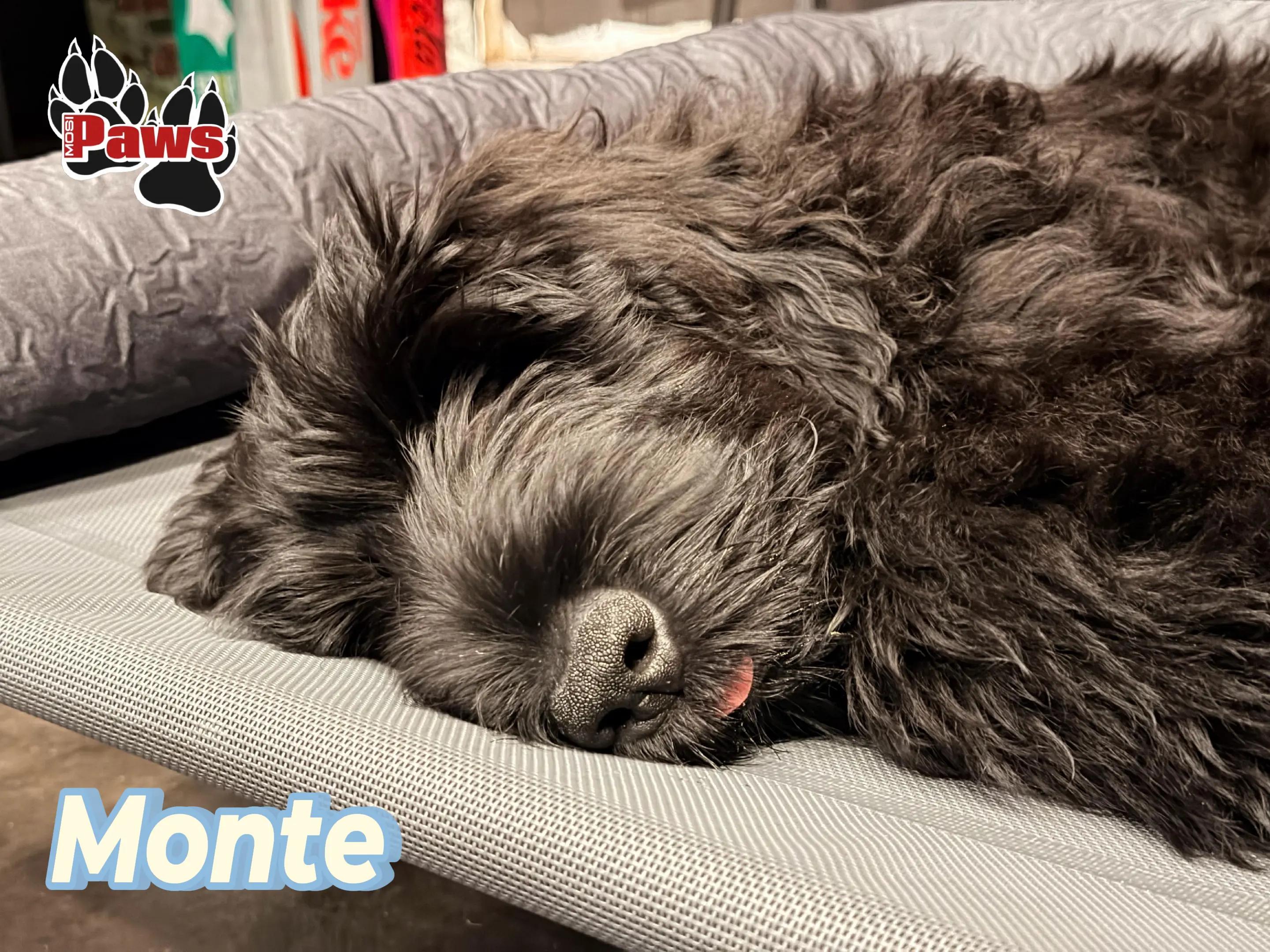 @Giant Schnauzers