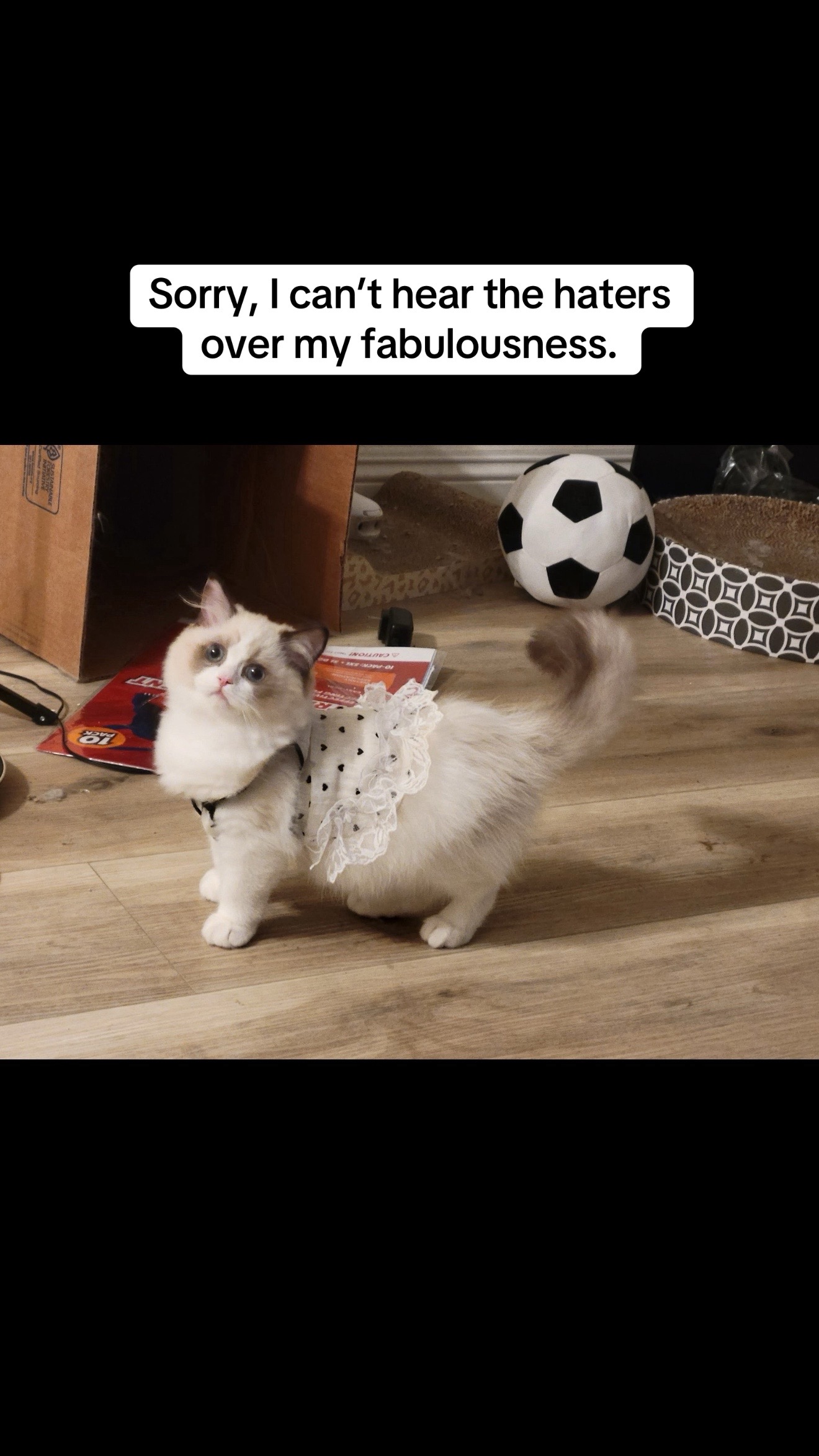 @Meeow Muse