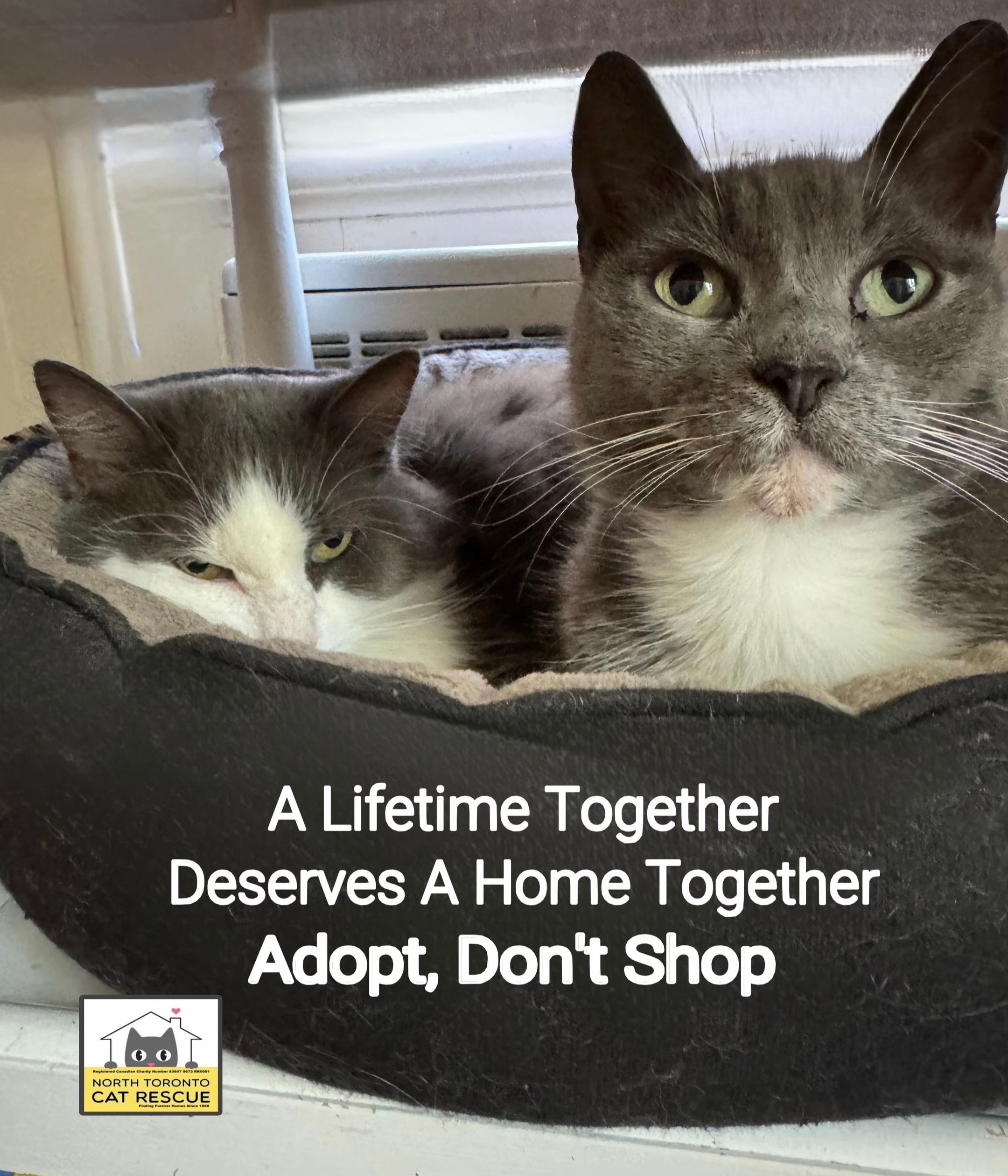@North Toronto Cat Rescue