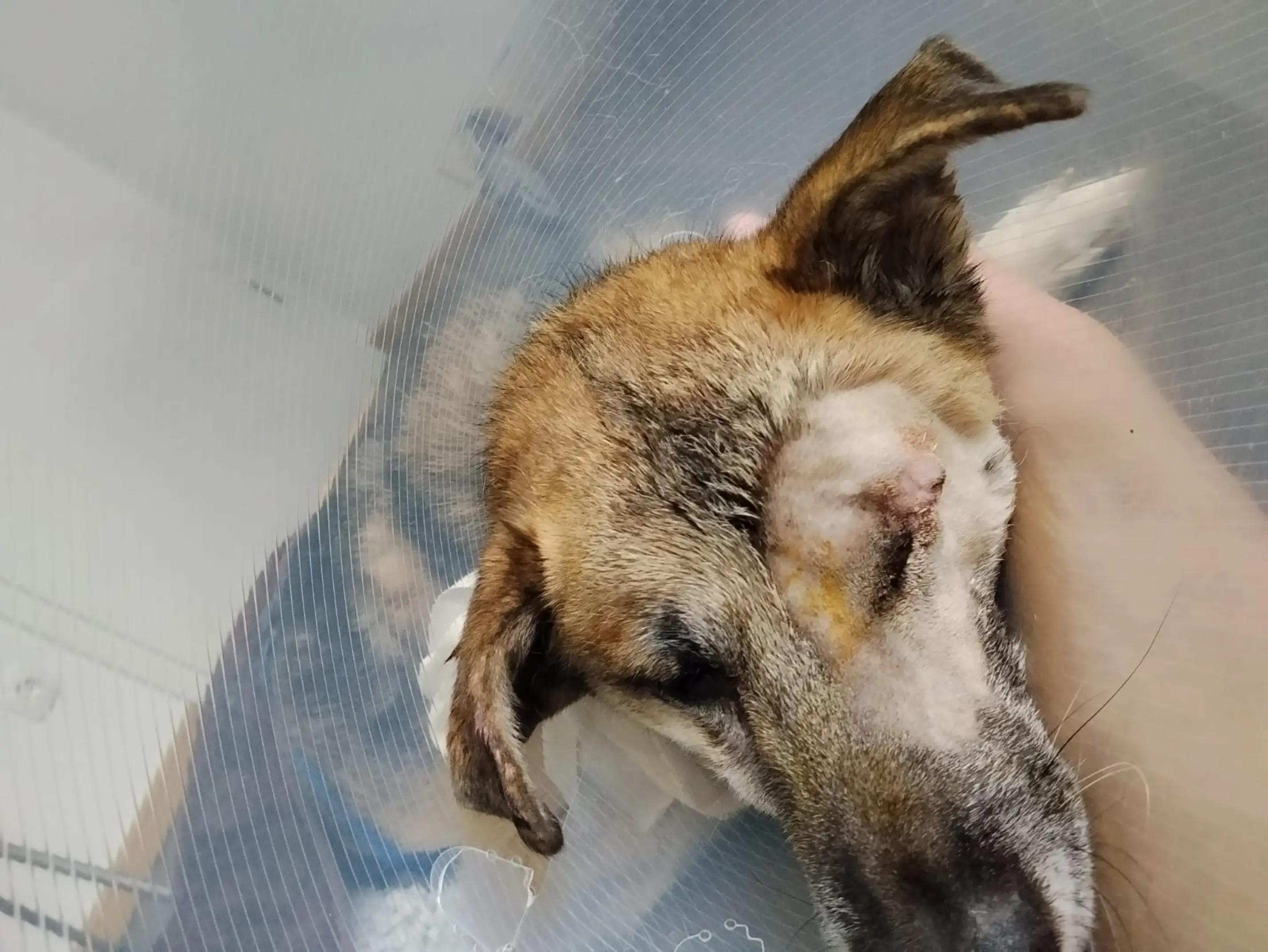 @Projekt Tierschutz e.V.