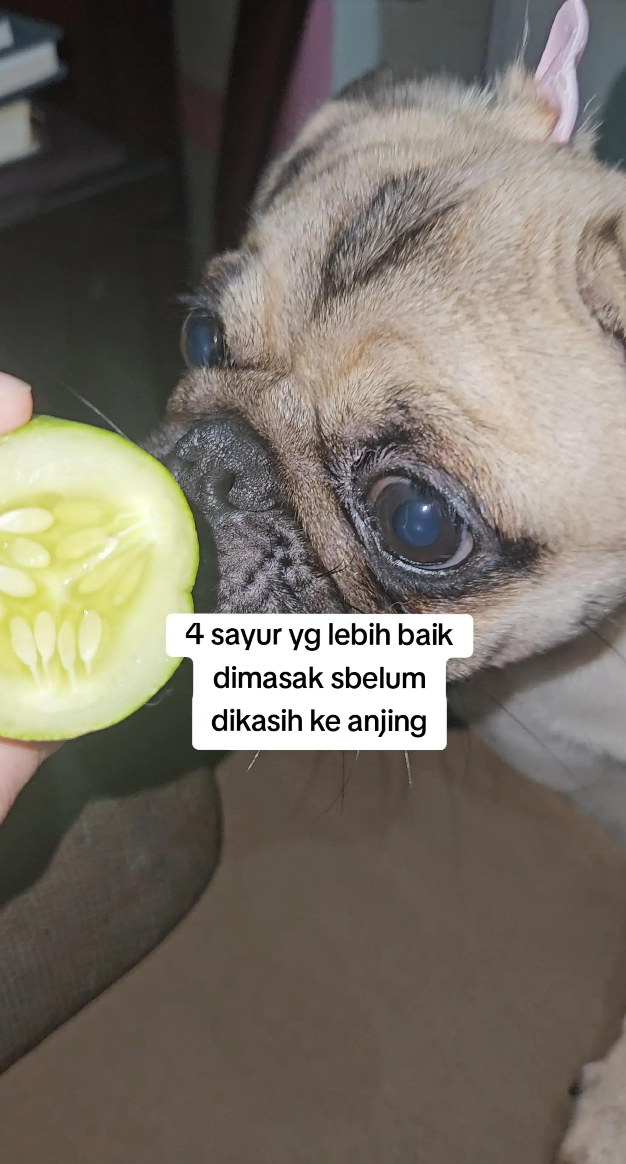 @Miso The Pug | Eat&Travel 🐾