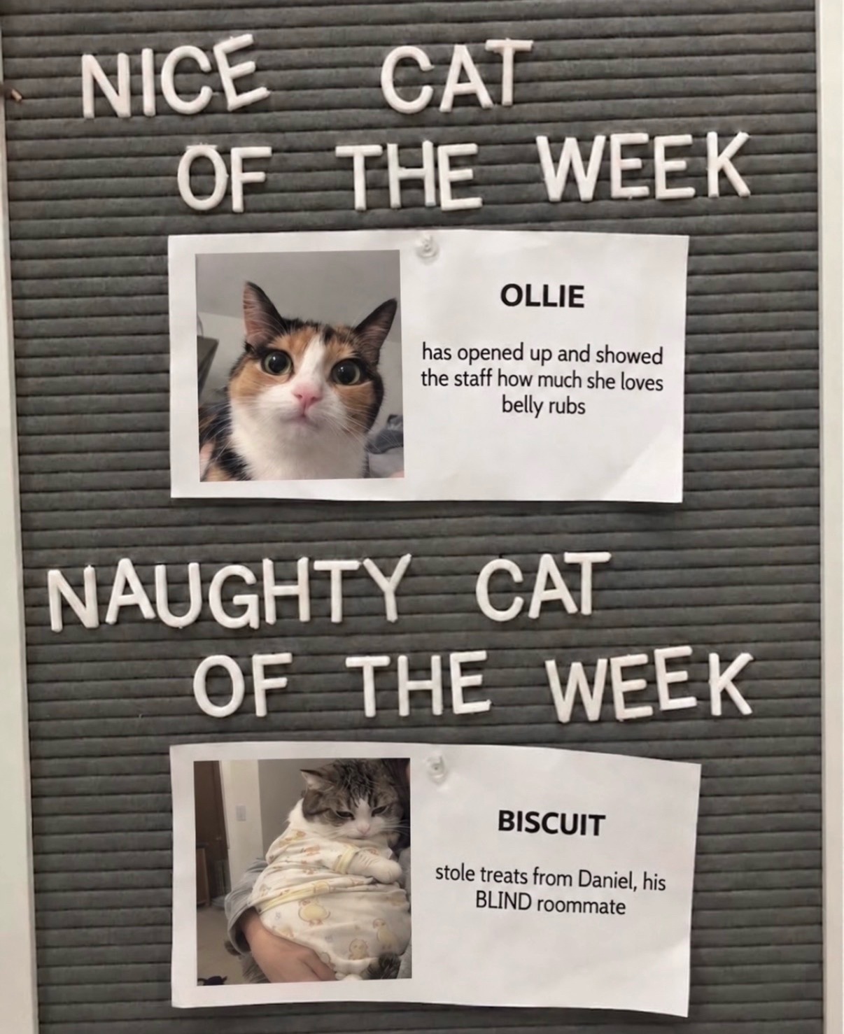 @cat memes