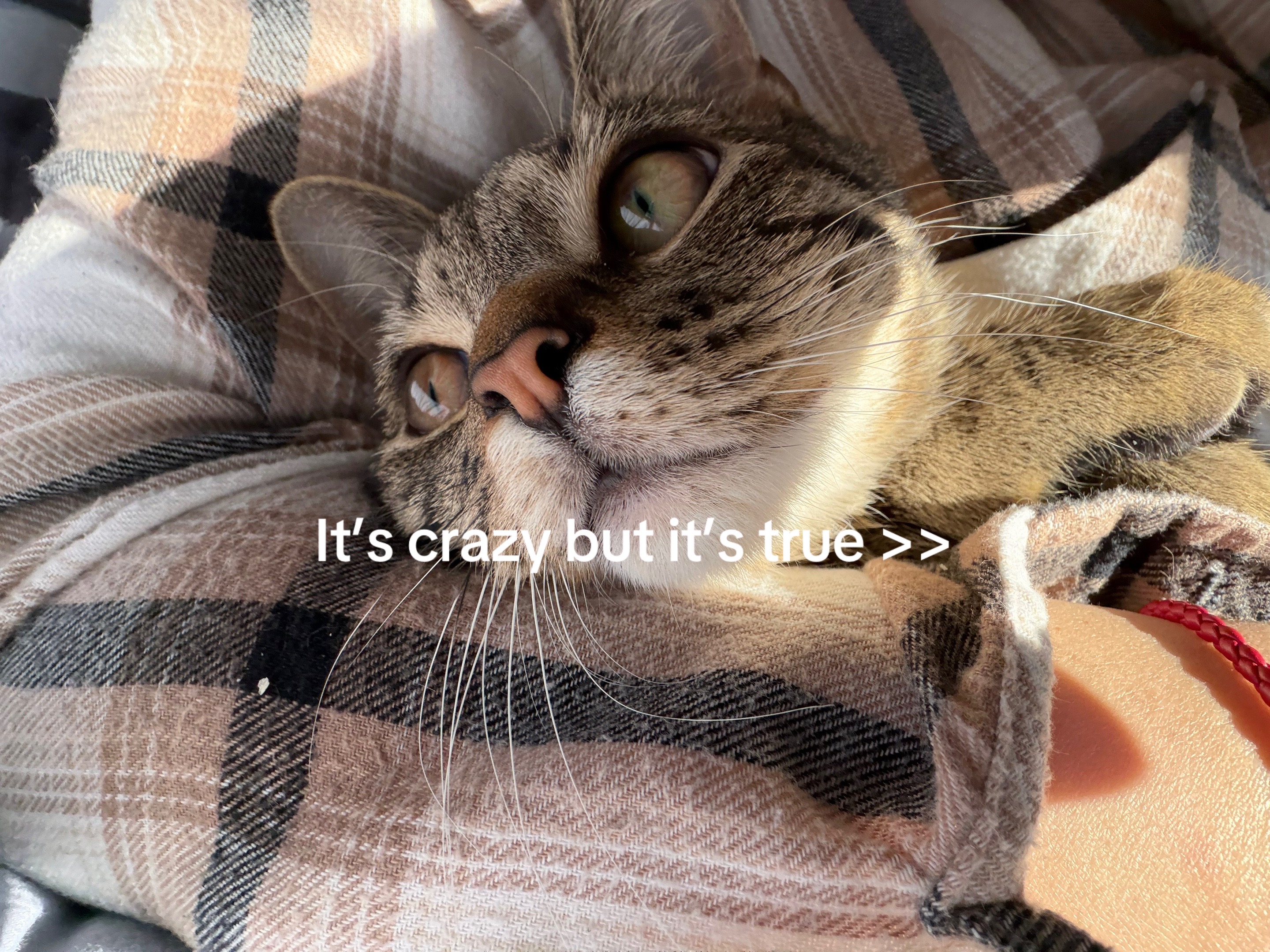 @The Three Fatties