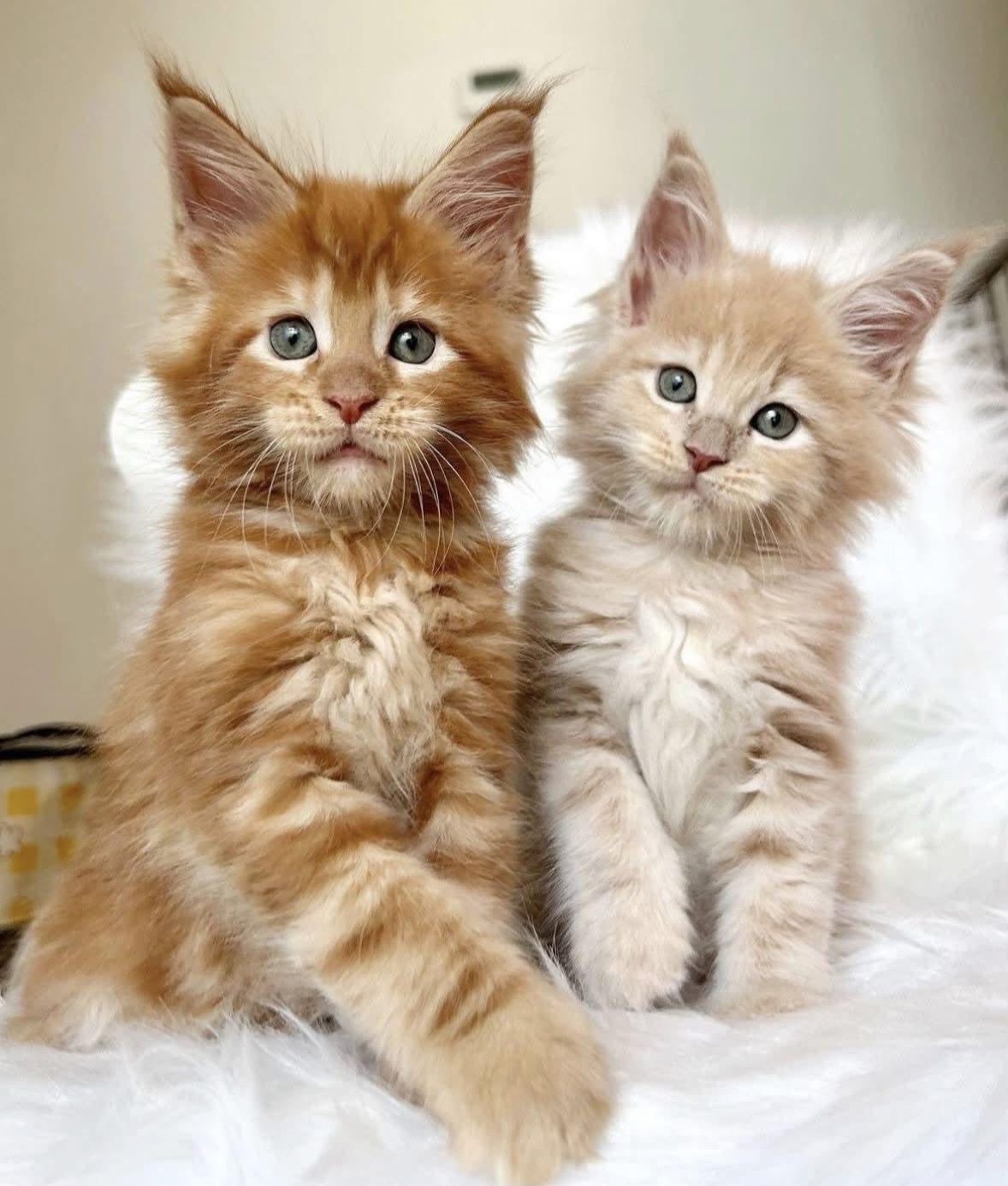 @Maine Coon Kittens