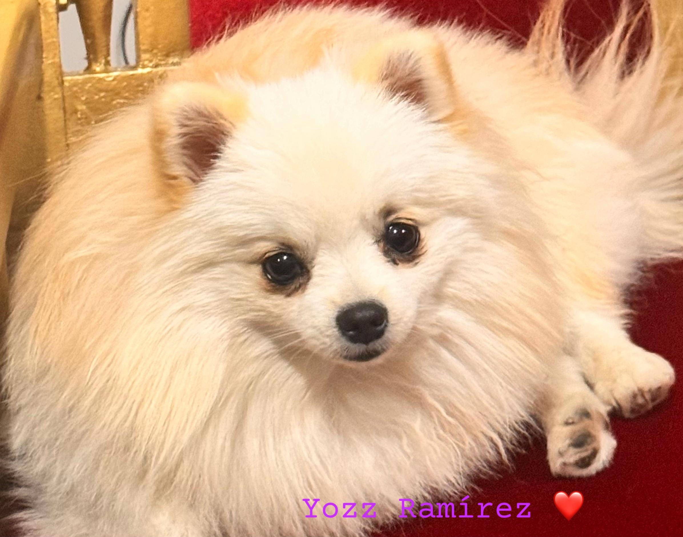 @Yozz Ramirez ❤️🐻