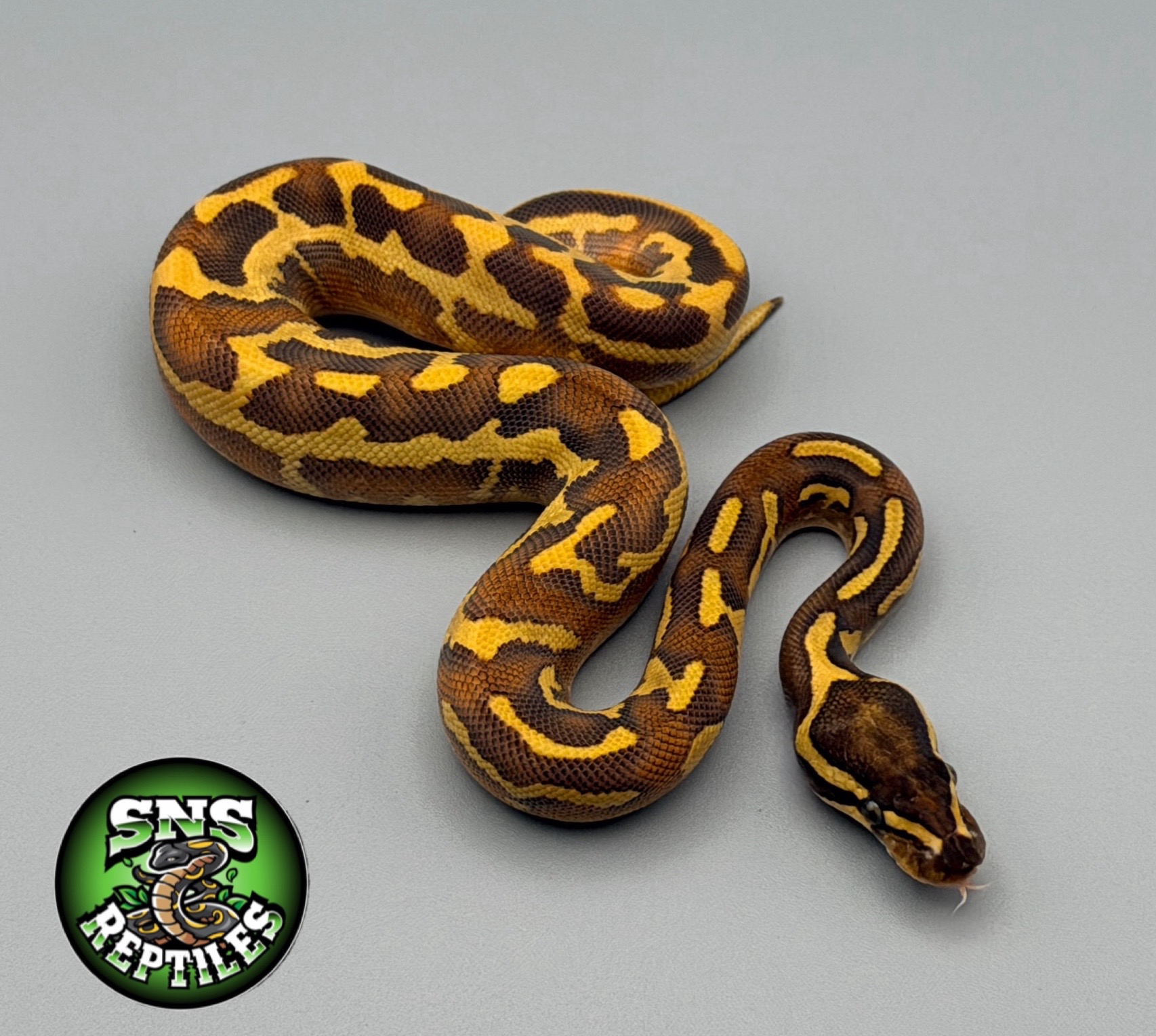 @SNS Reptiles