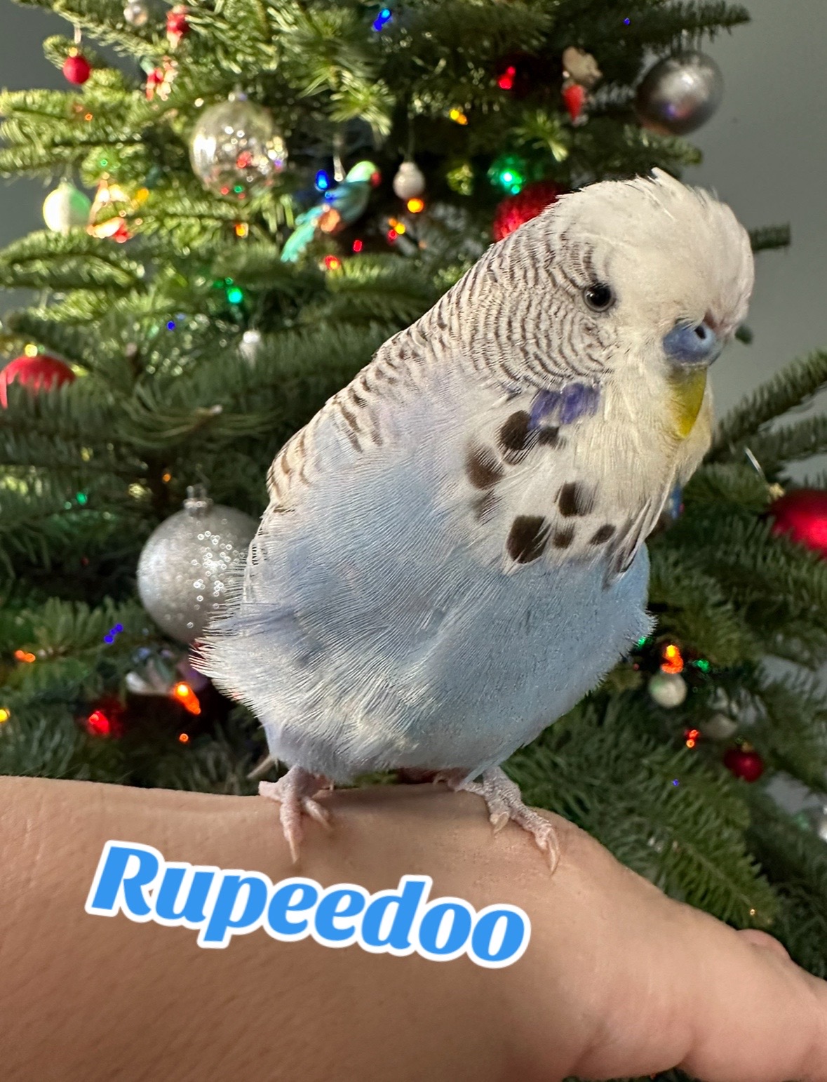 @Rupeedoo
