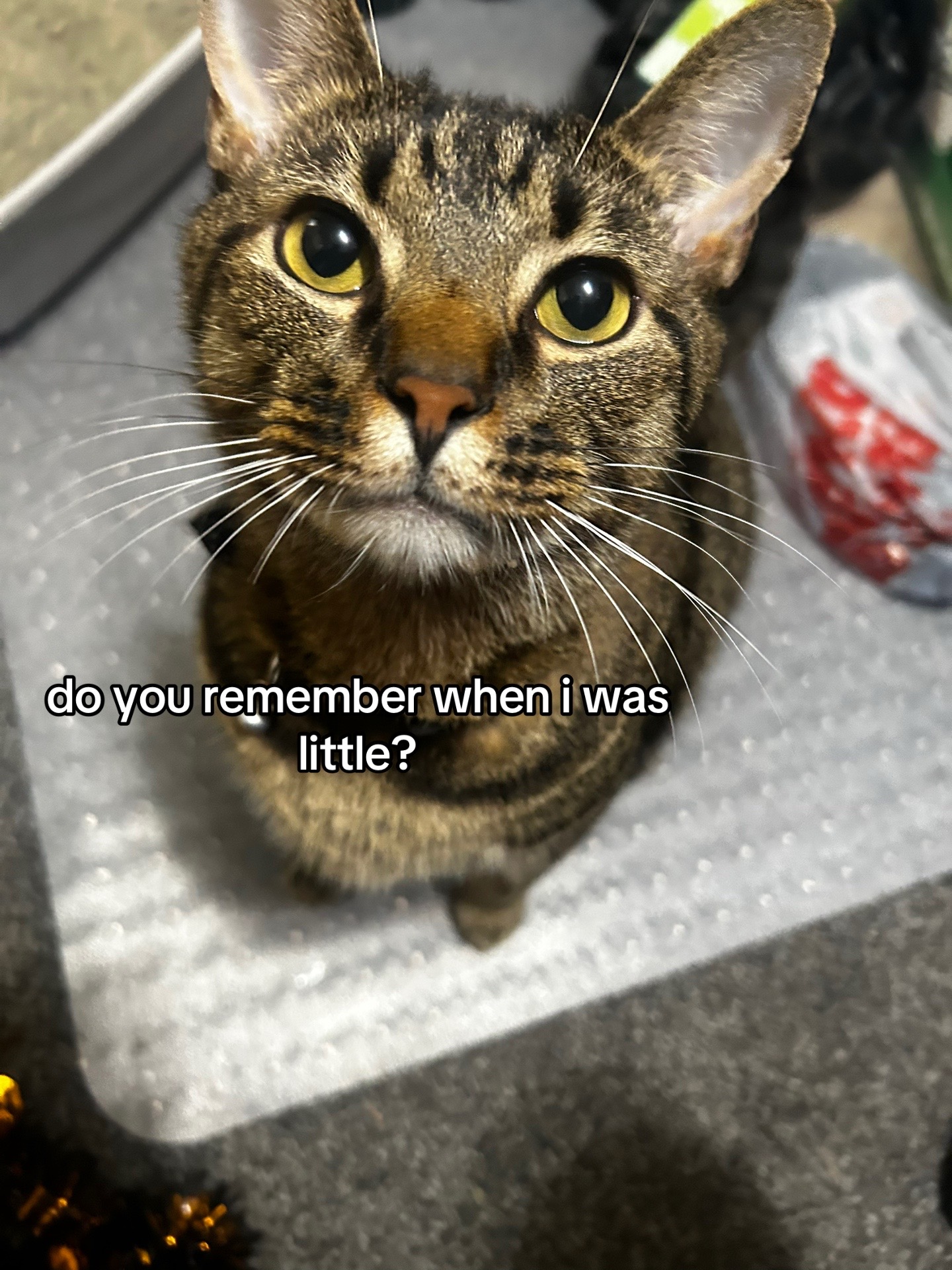 @𖣂lillygrace𖣂
