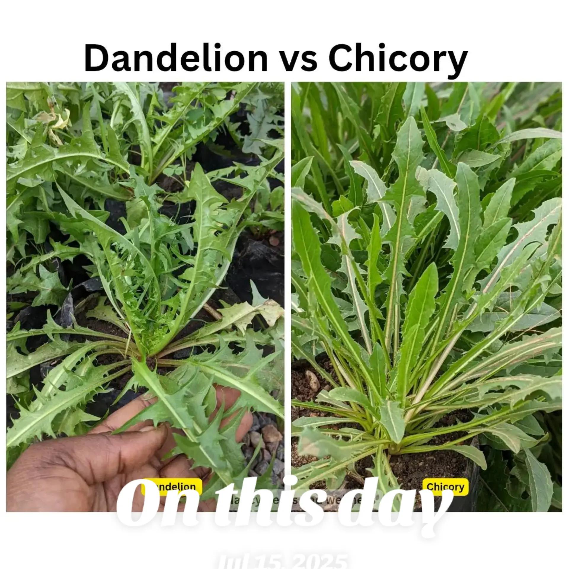 @nancyherbsandwellness