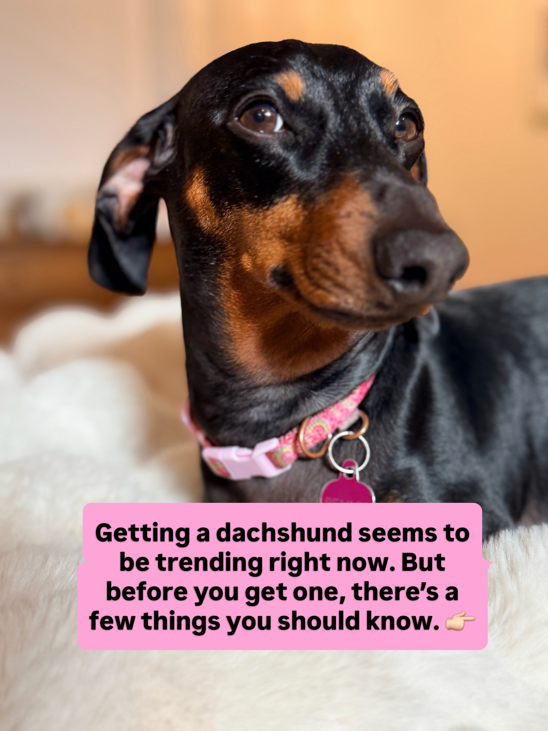 @Penny the Dachshund