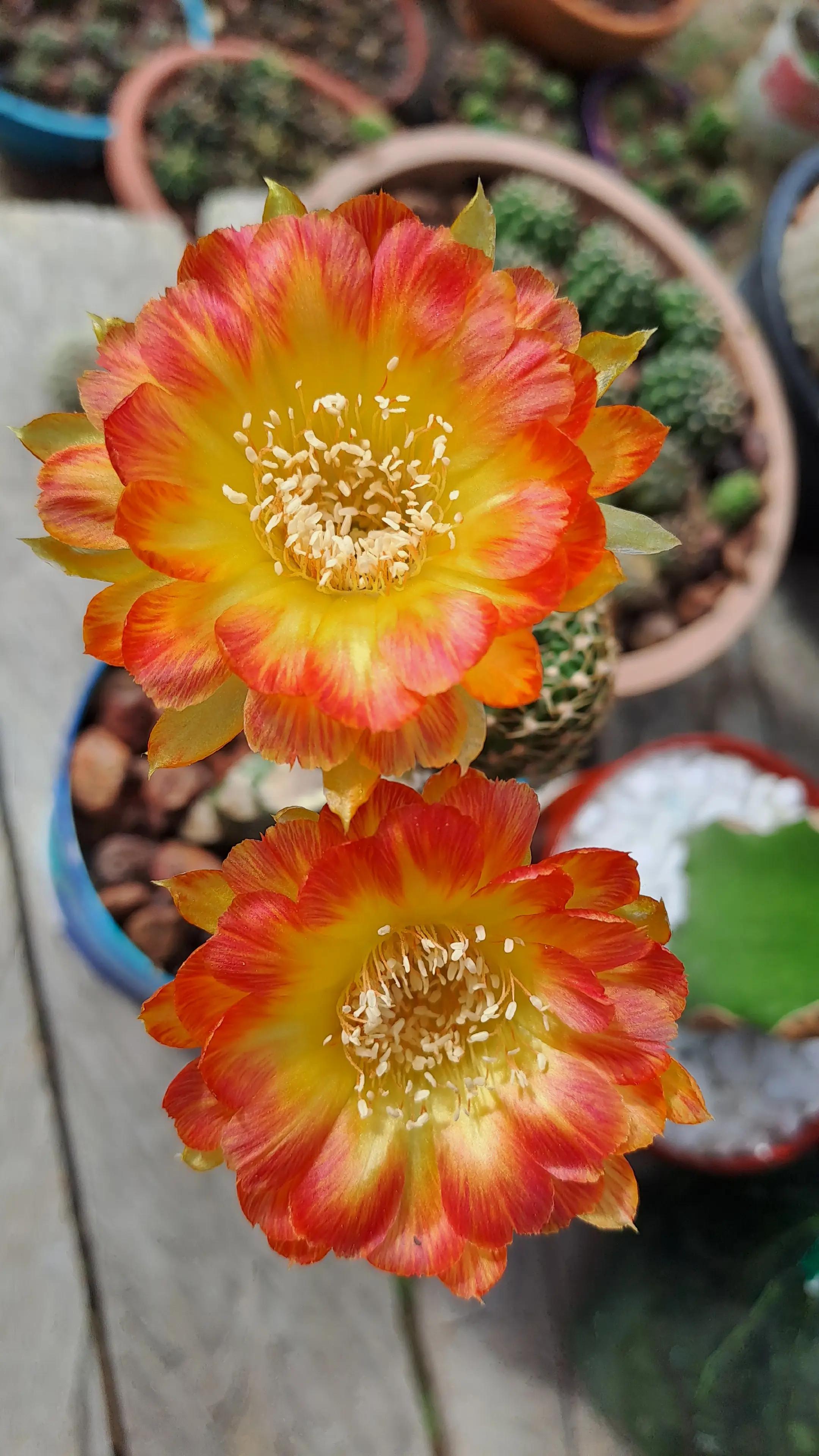 @Val Brito🌻✍️