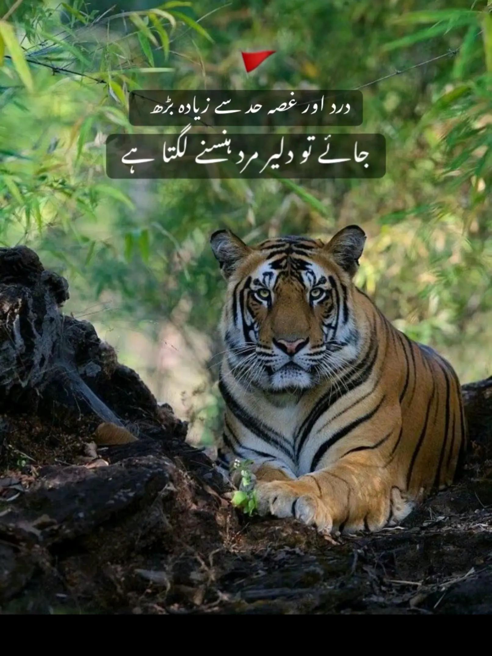 @👑☠️RaJpOoT❤️🔥گجرات آلا☠️👑