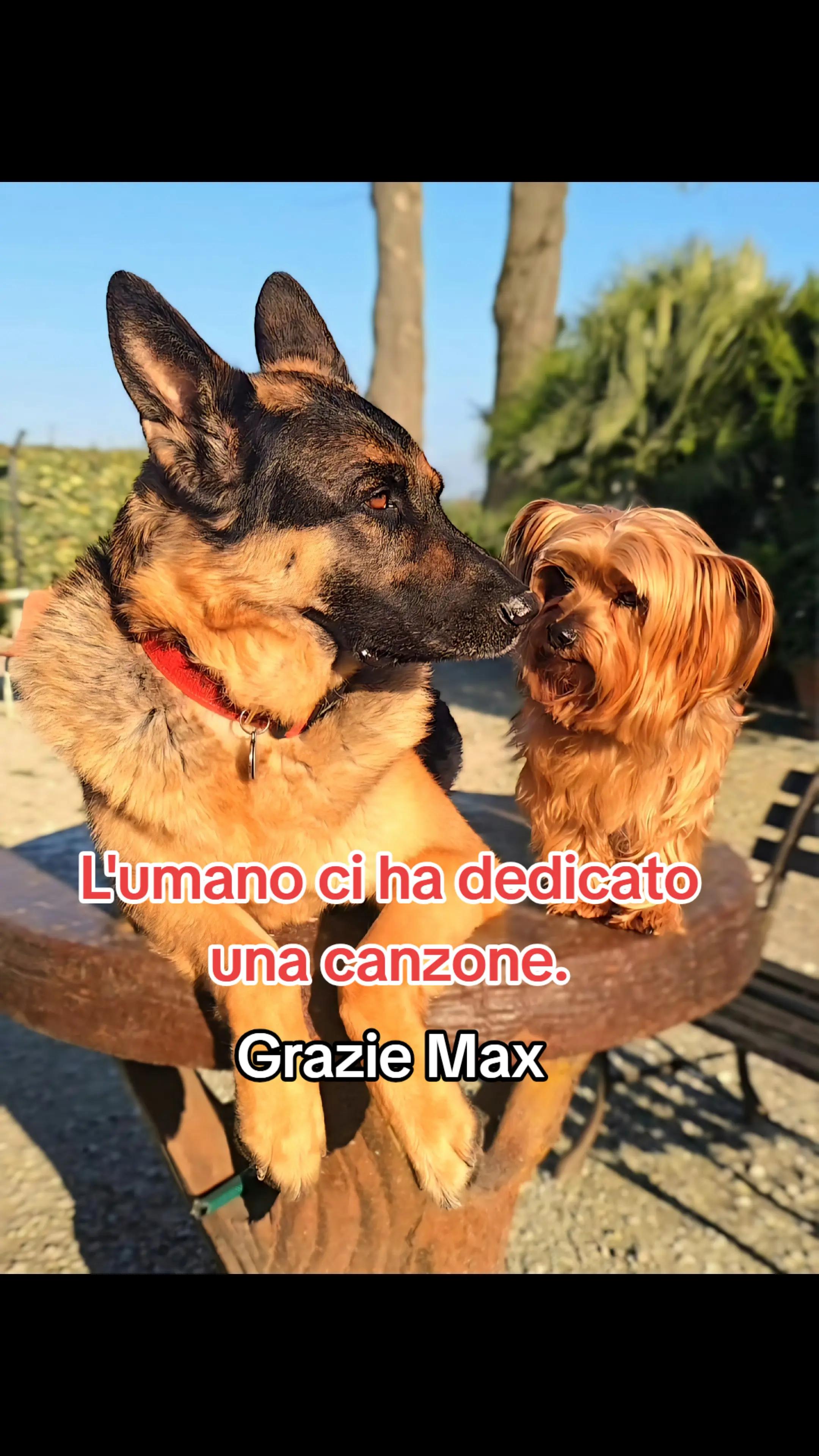 @⚜️🐾THOR&PICKY🐾⚜️