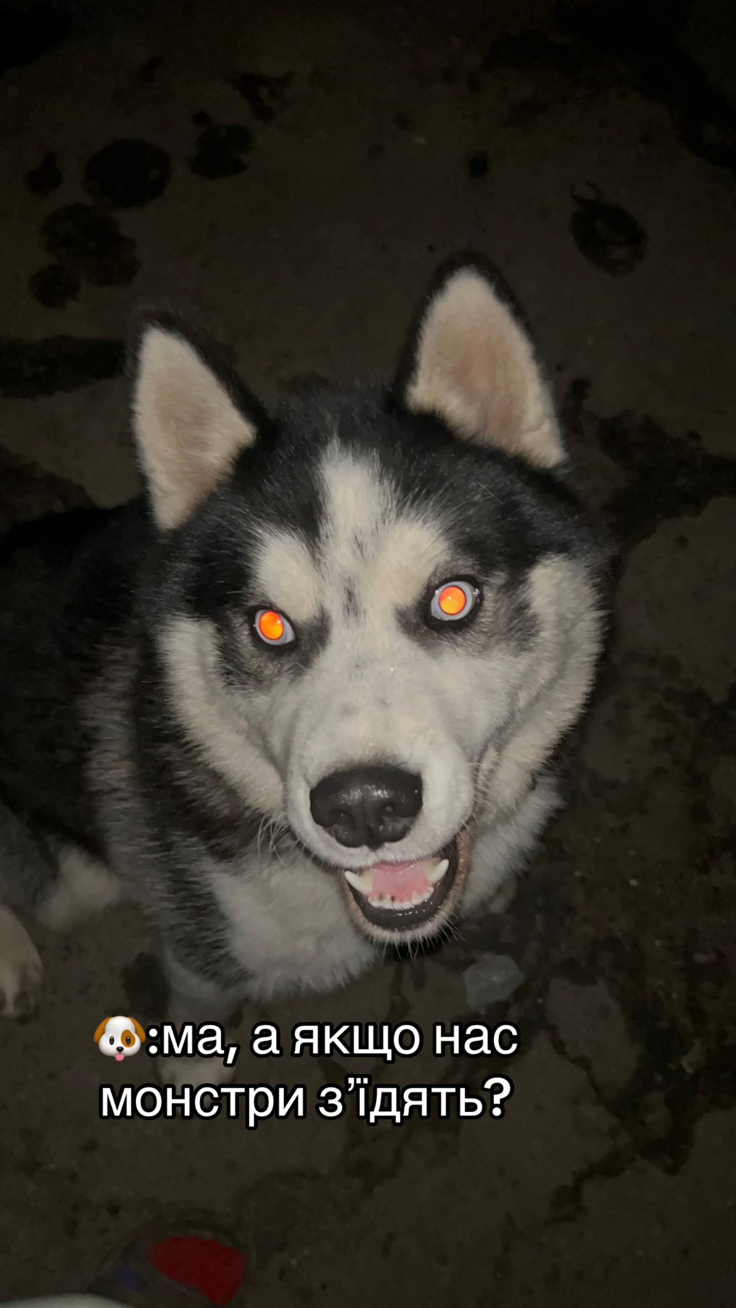 @Той самий Хаскі🐺