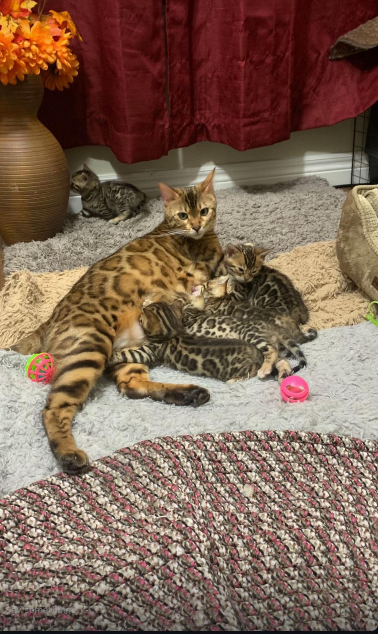 @Bengal Cats