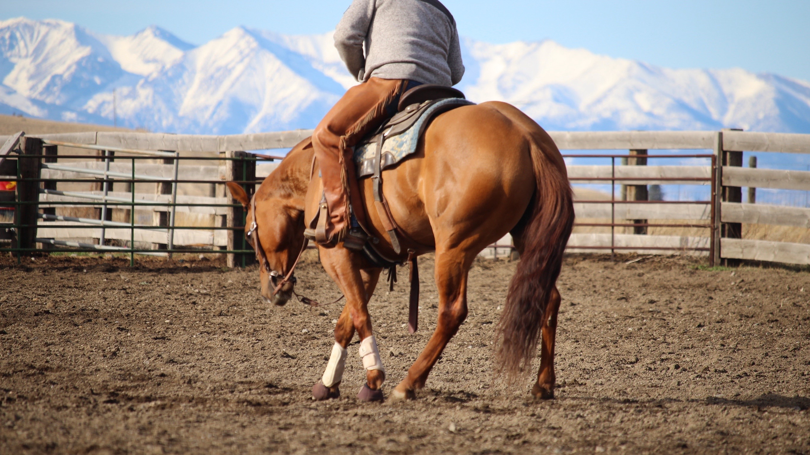 @Big Sky Horse Sales