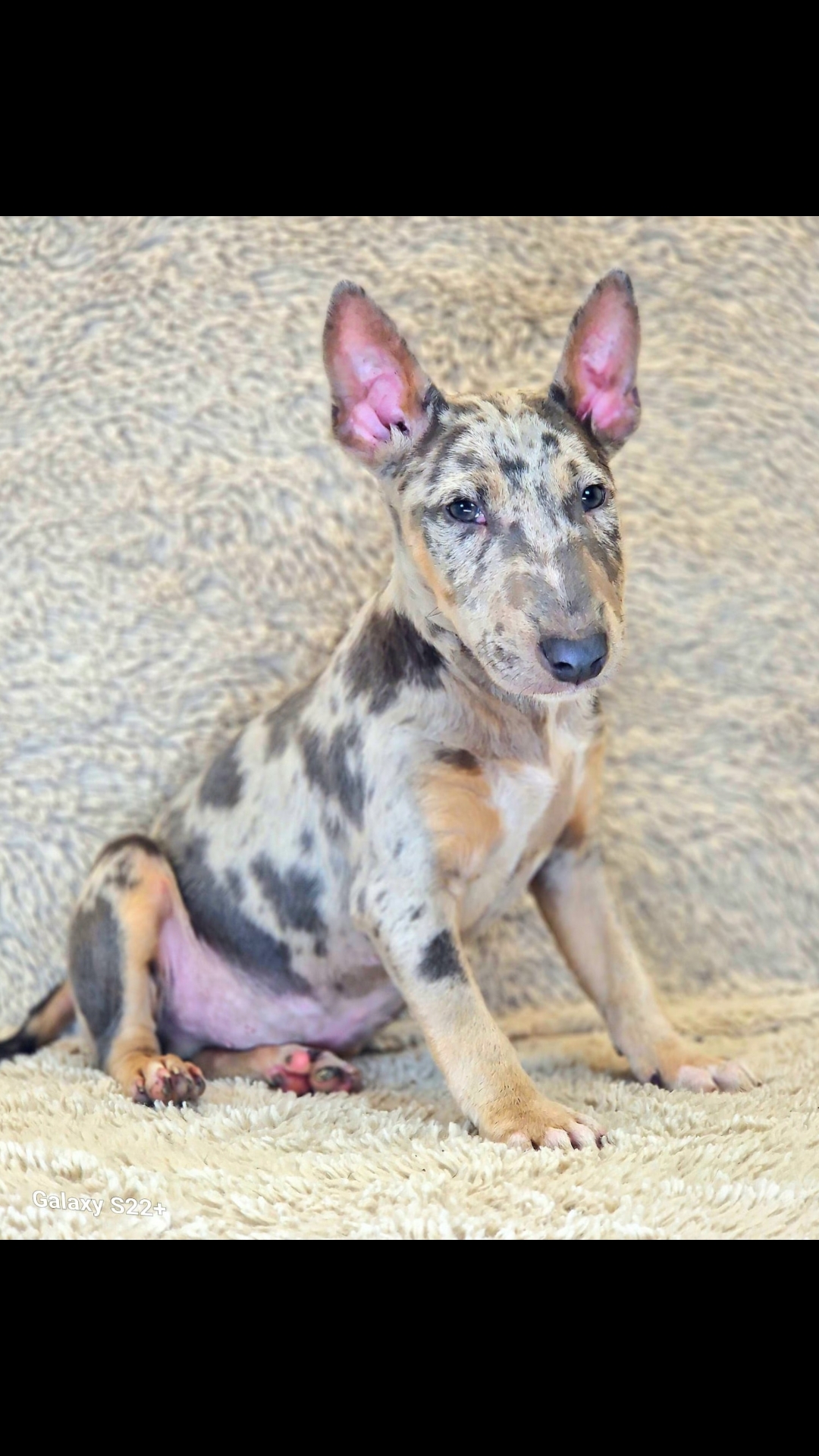 @Mini Bull Terriers from Hell