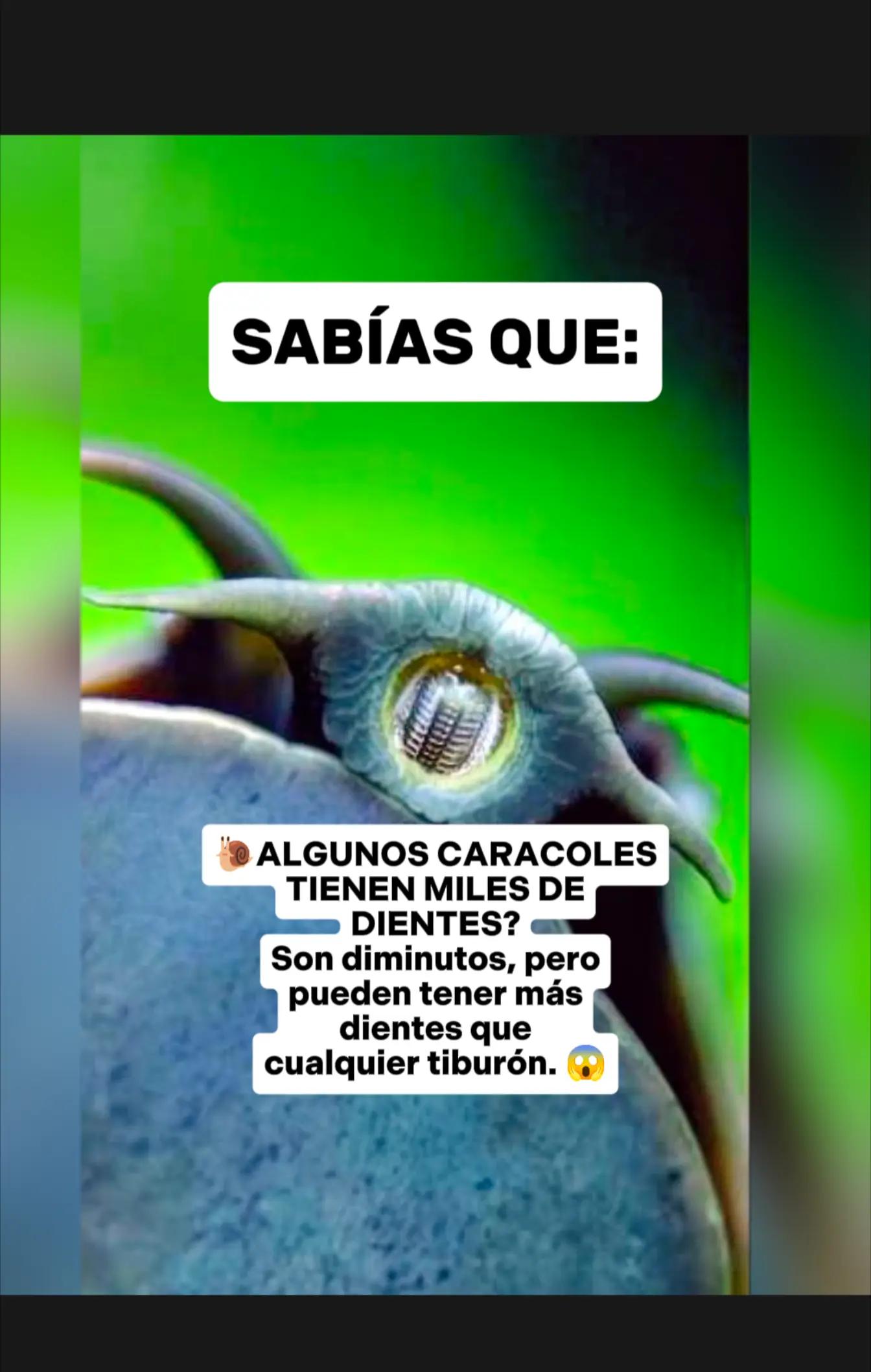@CLUB DE ANIMALES