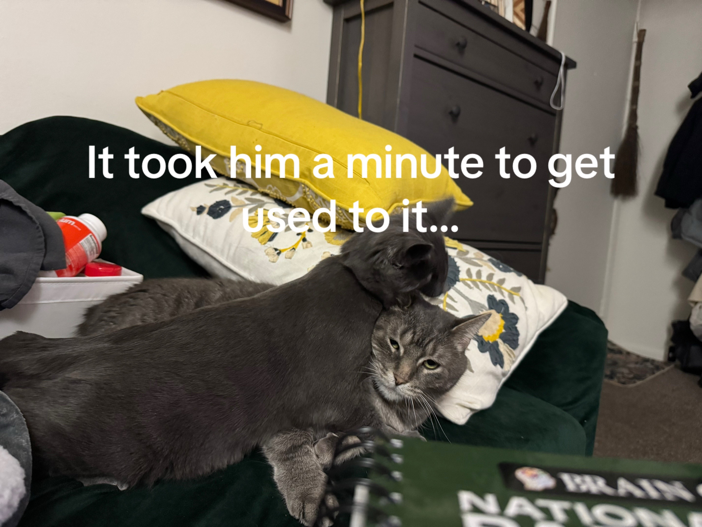 @my2blindcats