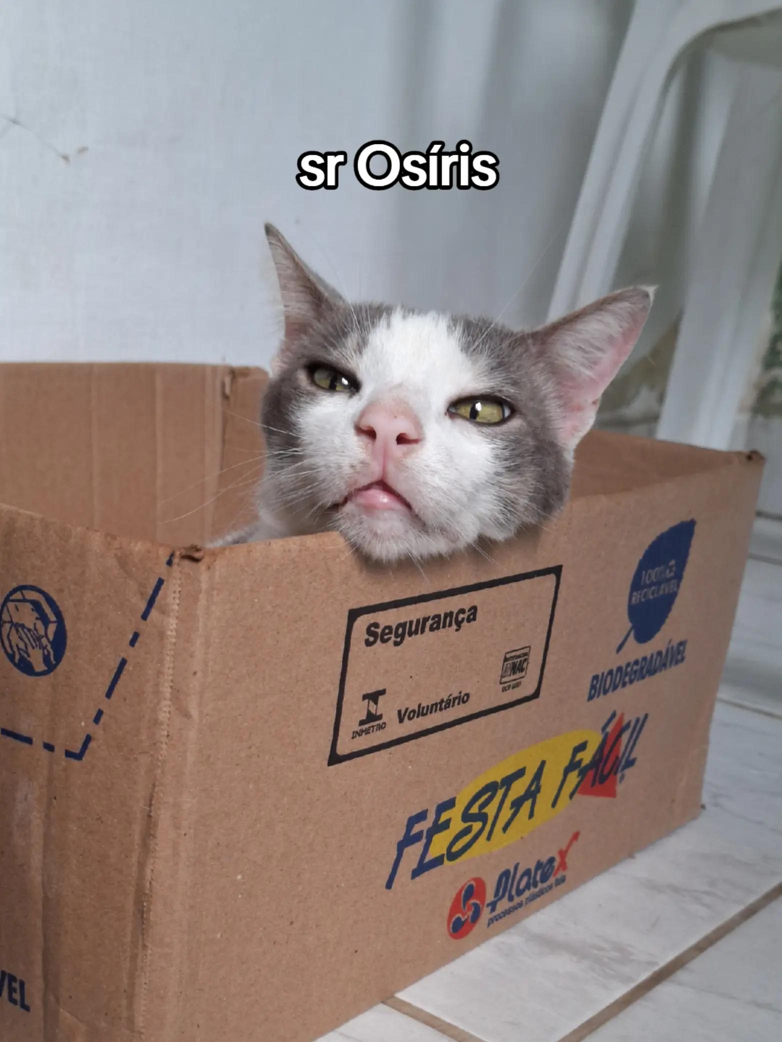 @casa dos gatos