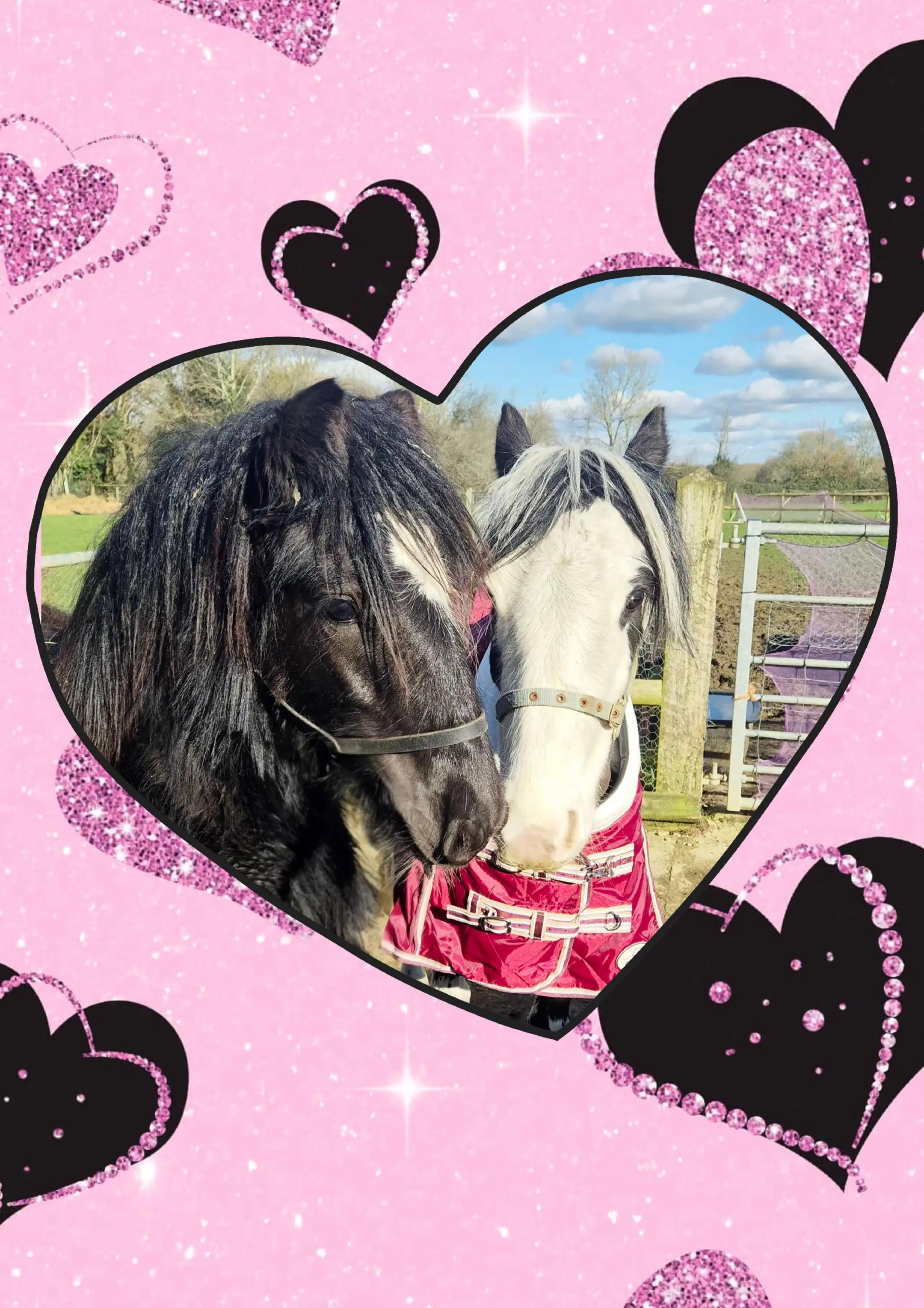 @Alfiepony