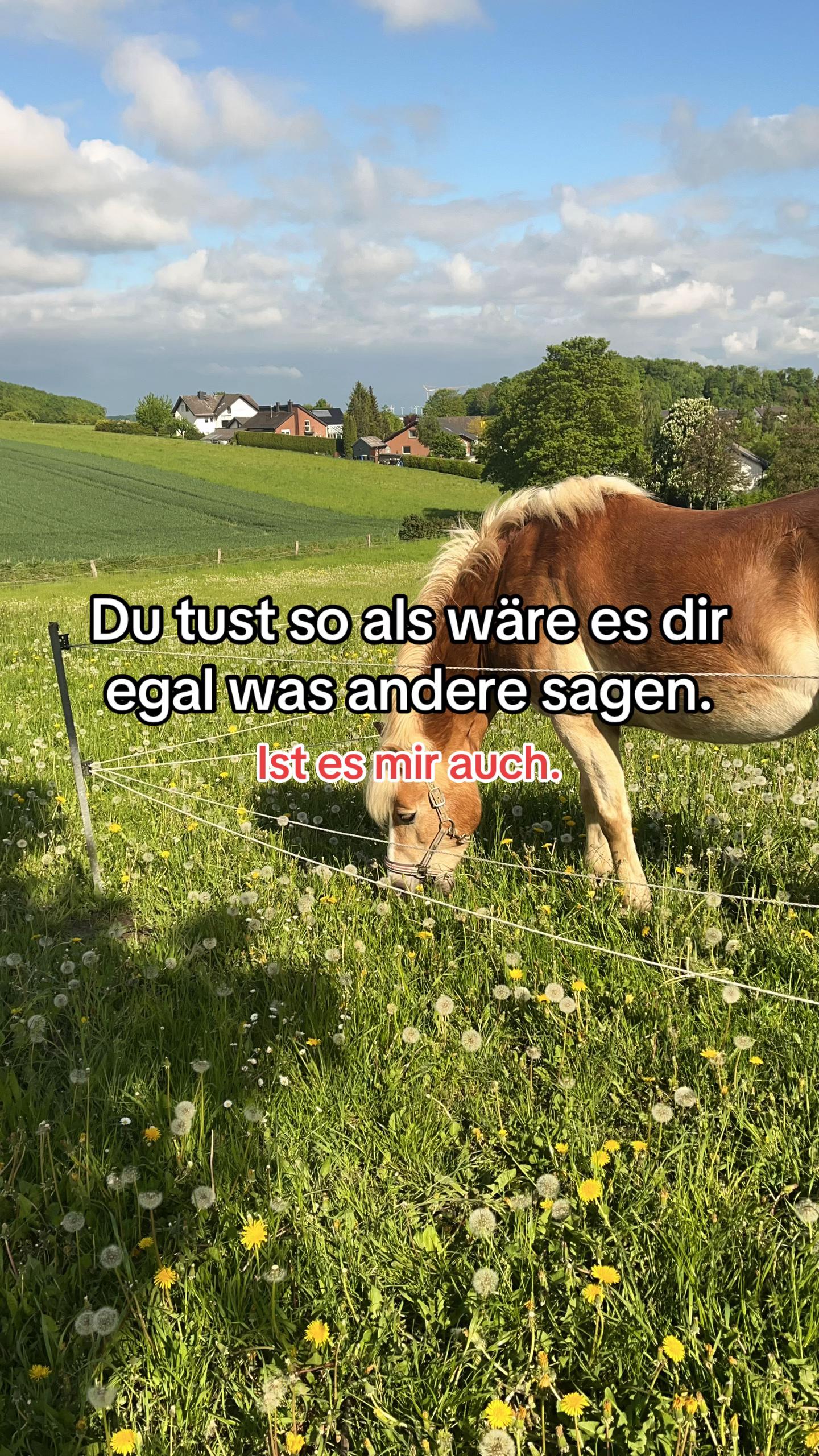 @reheponynele