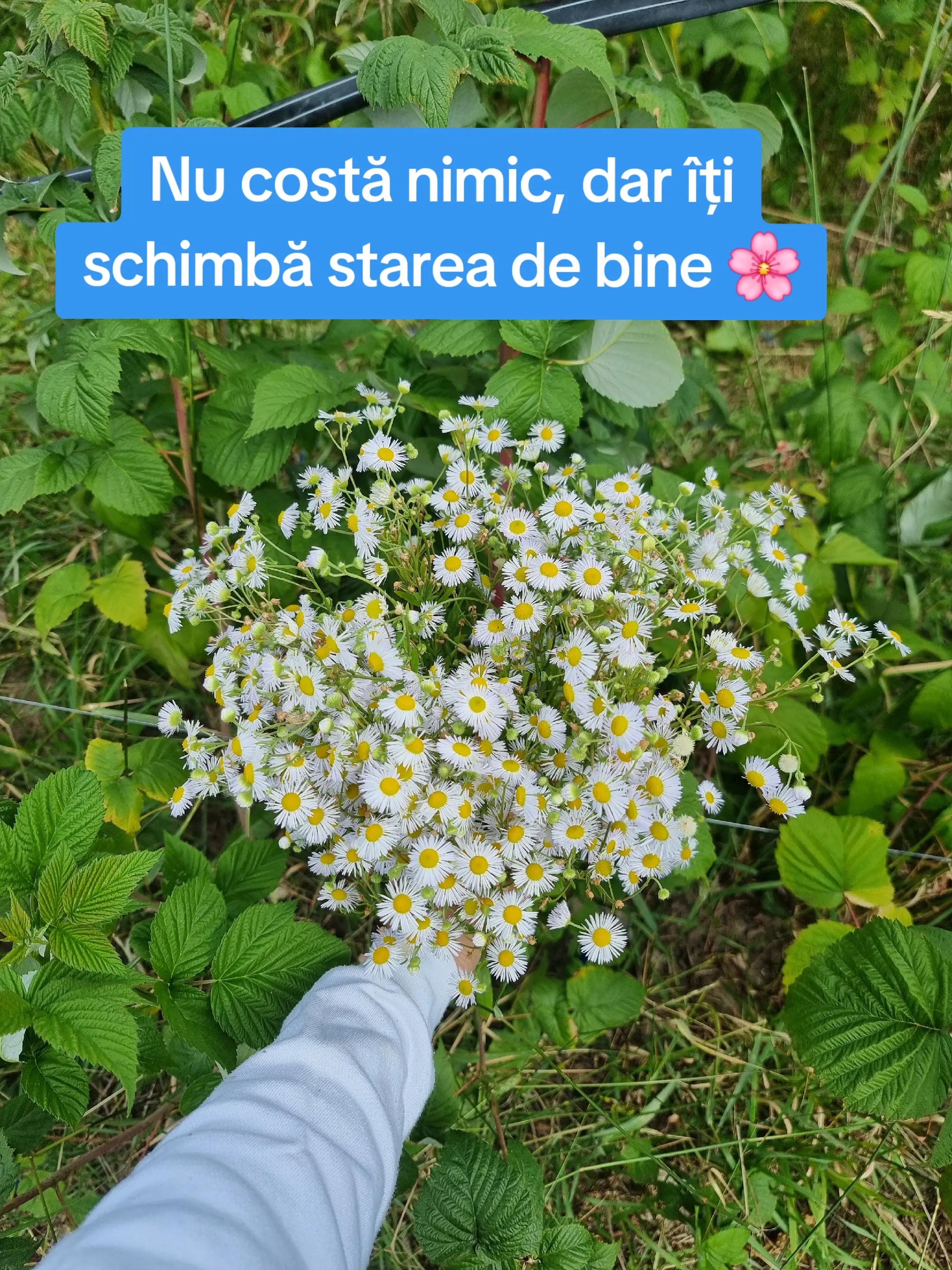 @🍎Din natură & Din tradiție