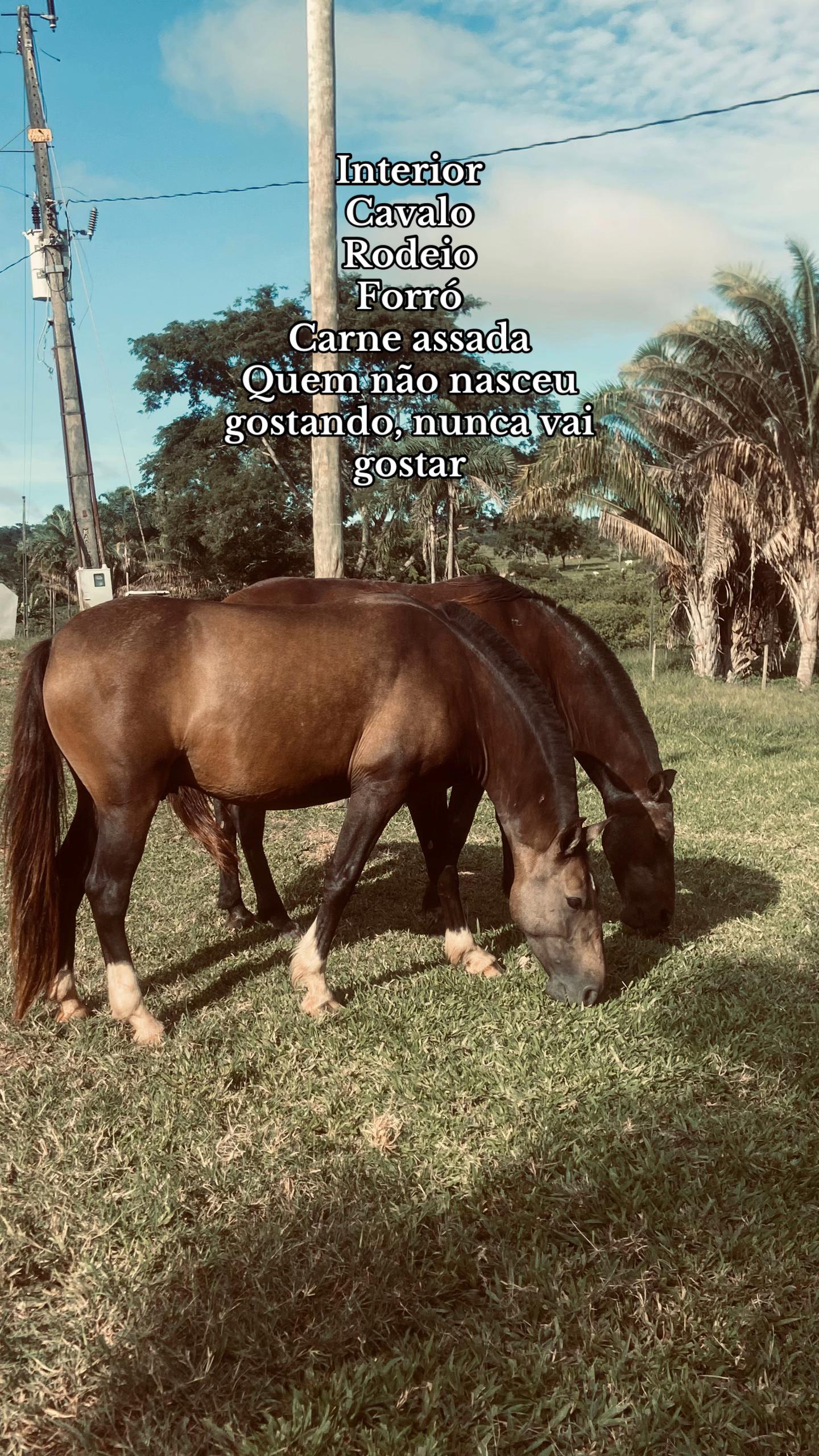 @boiadeira_dressa