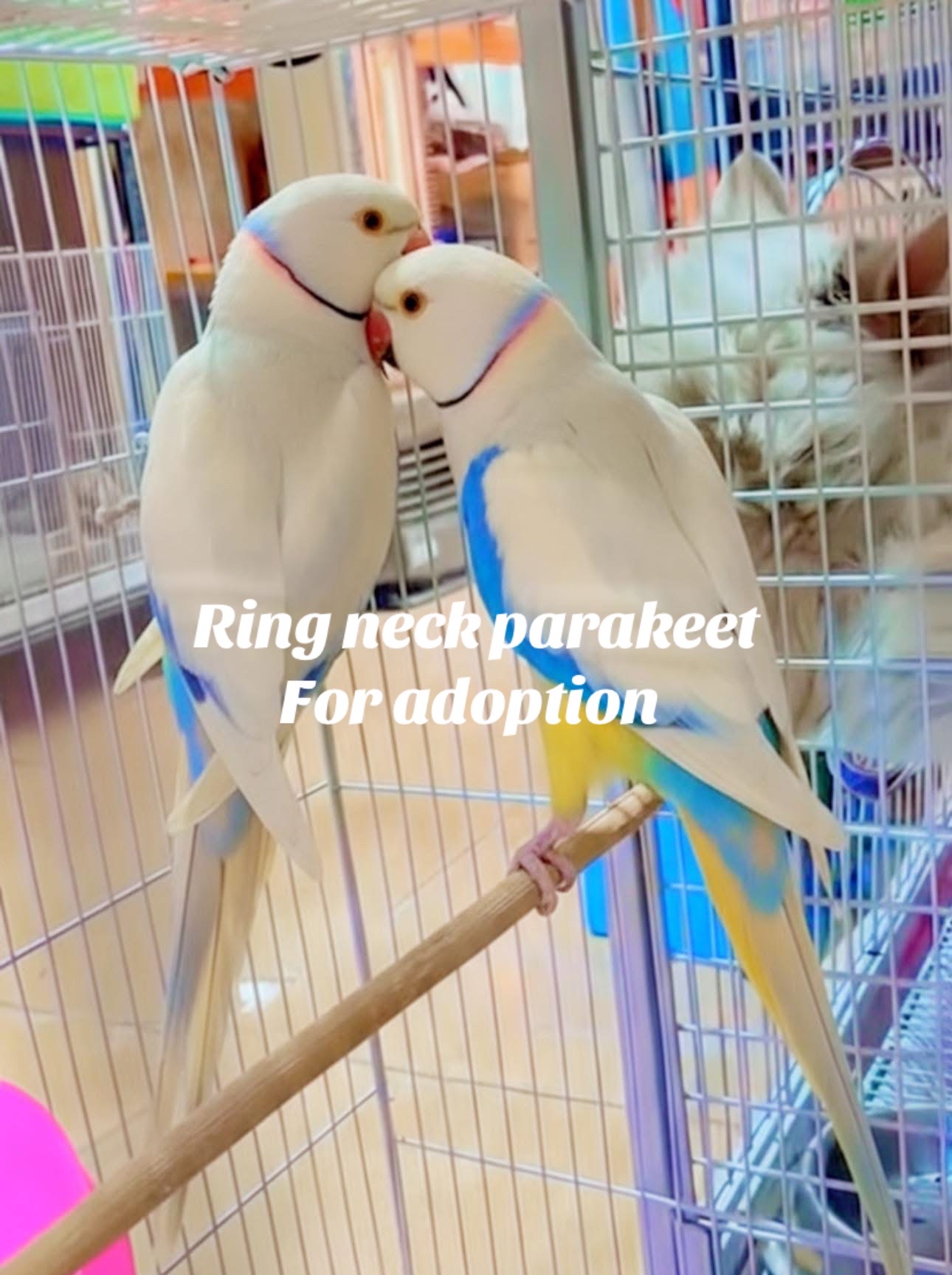 @Ring-necked Parakeets