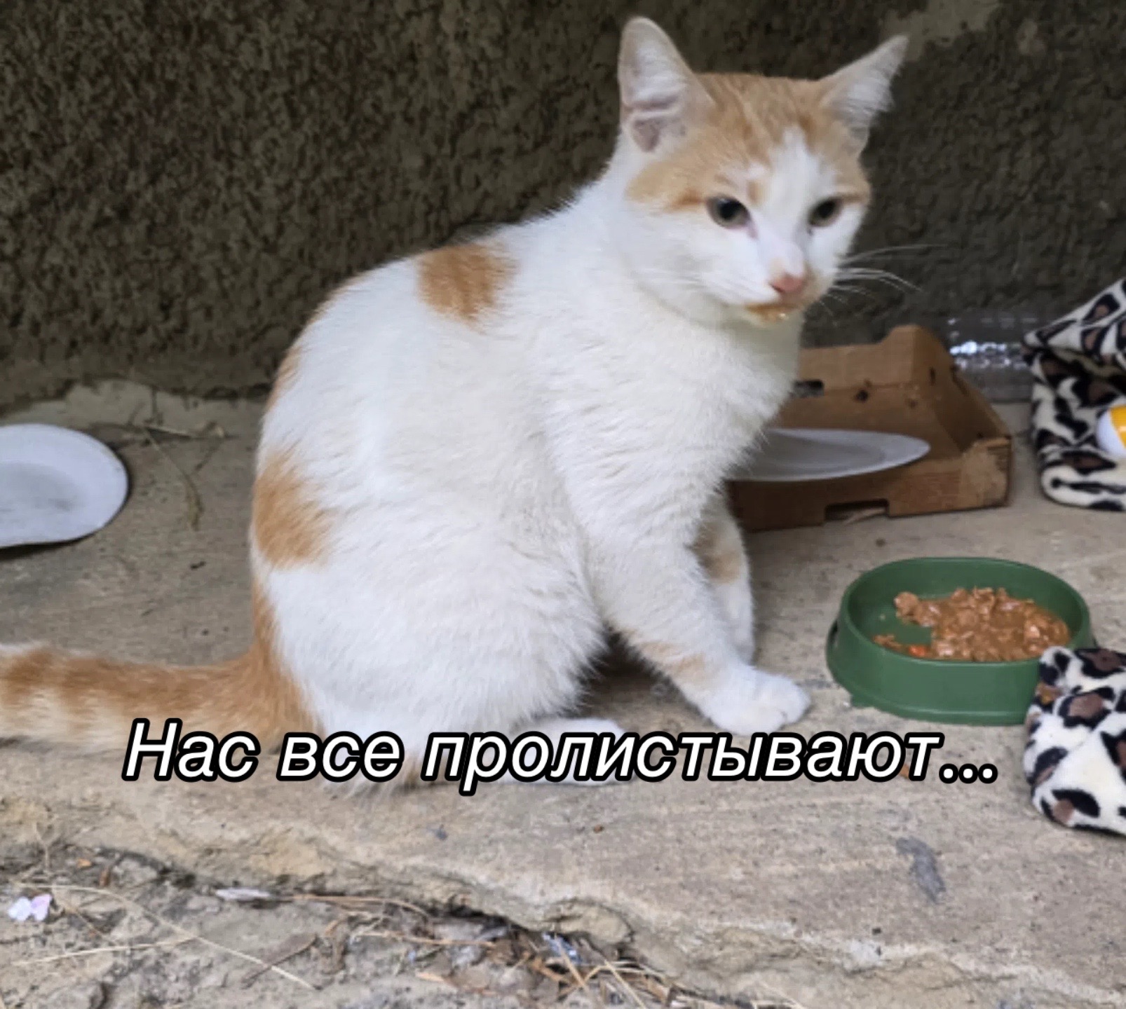@Приют для животных Потеряшка