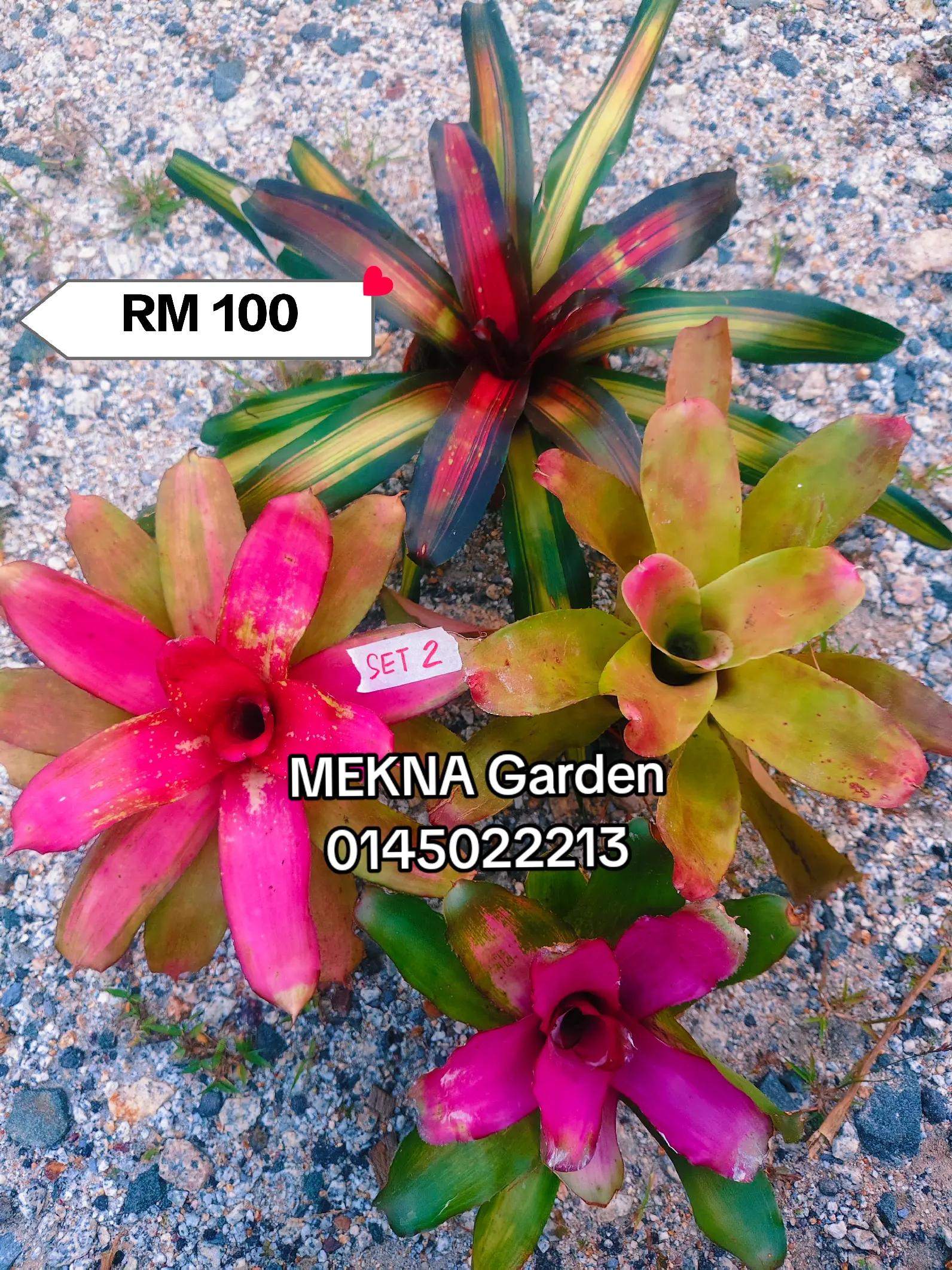 @MEKNA Garden
