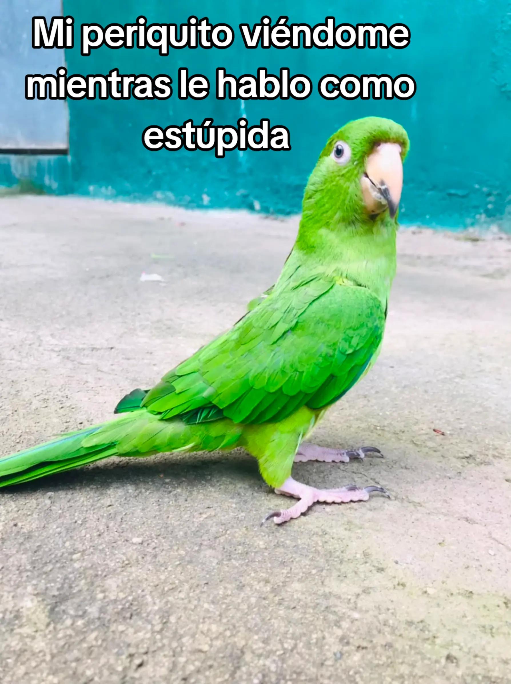 @Selena Pérez🇸🇻503