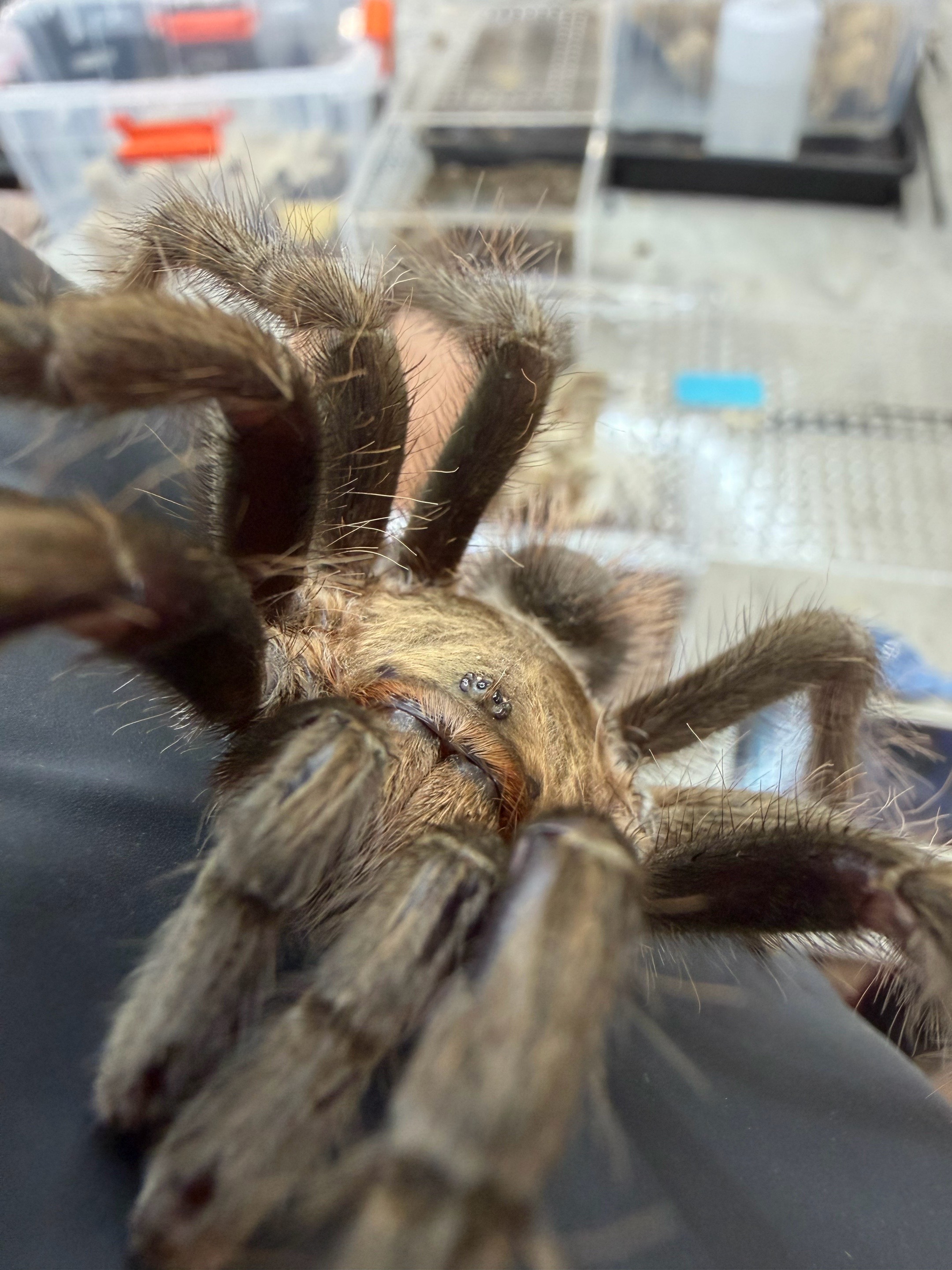 @Spider Conservatory